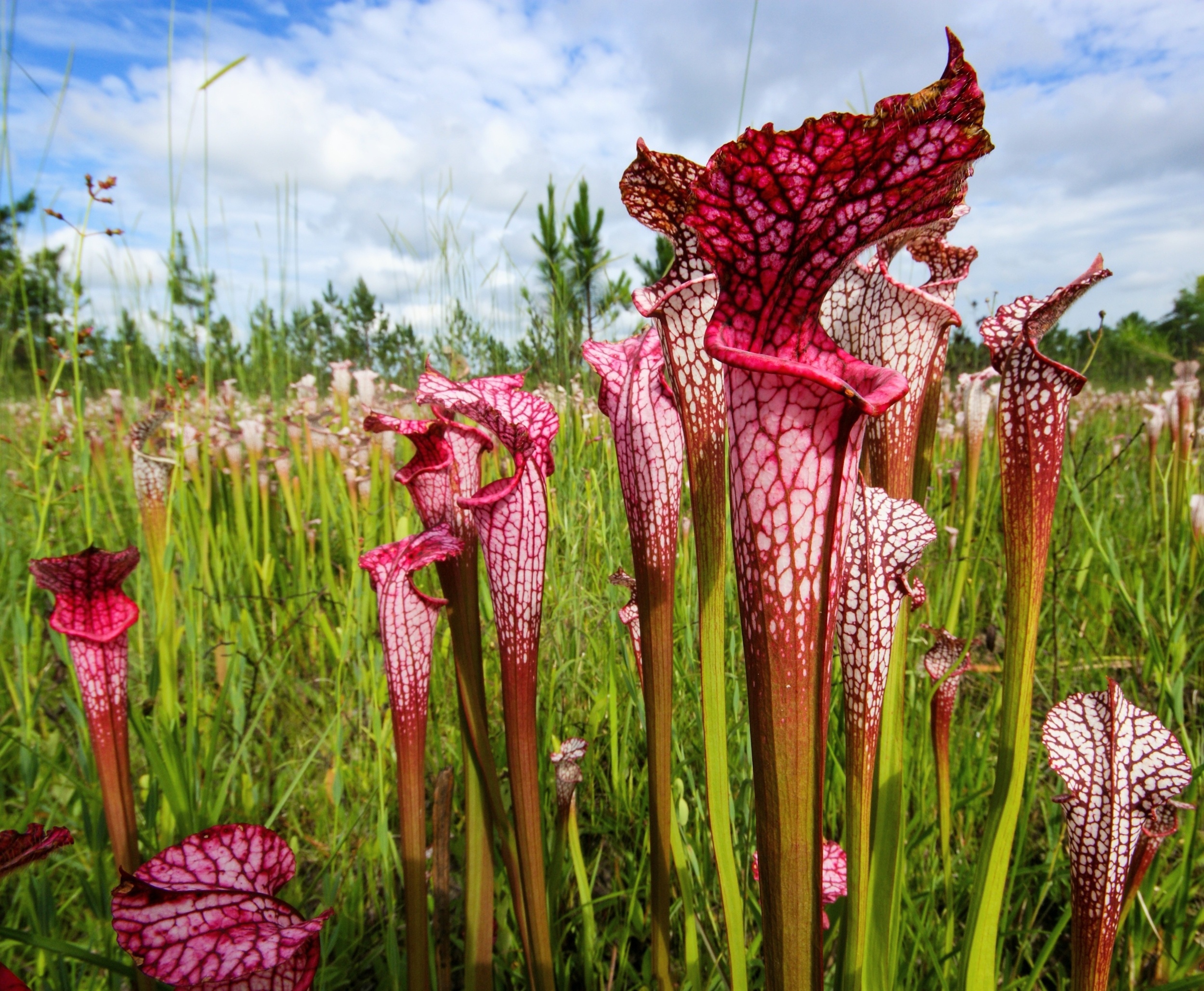 Carnivorous plants may actually be feeding their prey