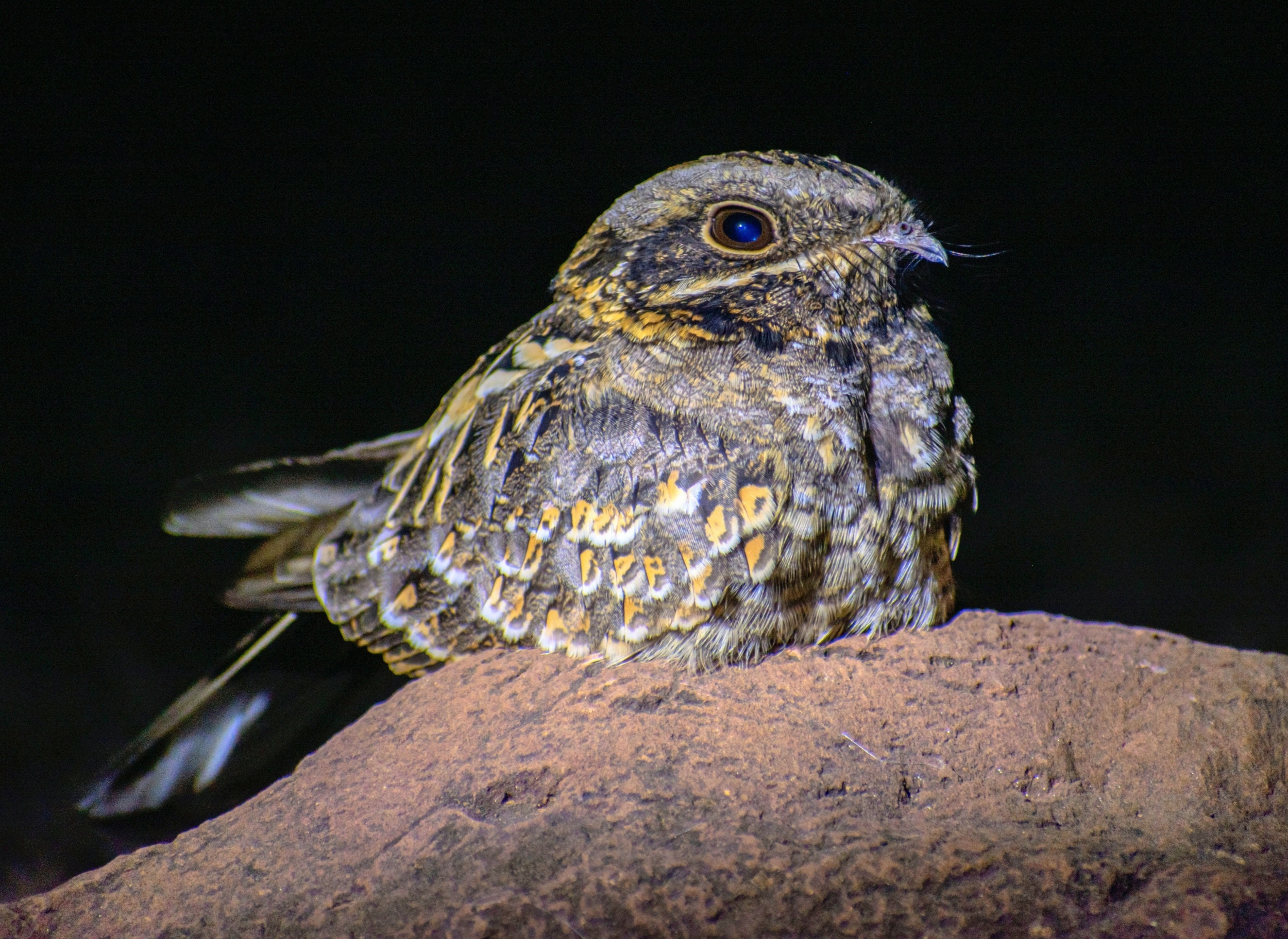 Moonlight shapes the entire life cycle of this nocturnal bird