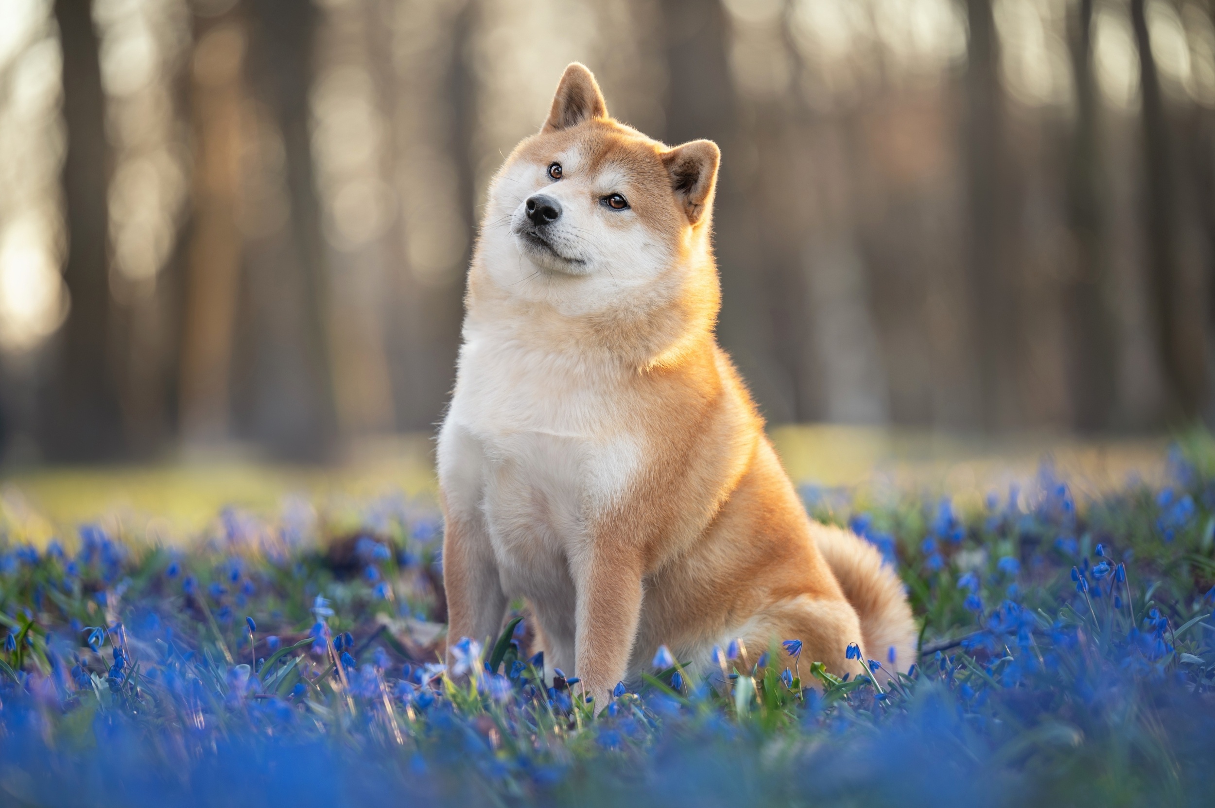 Dog brains started shrinking 5,000 years ago, and the reason is a mystery