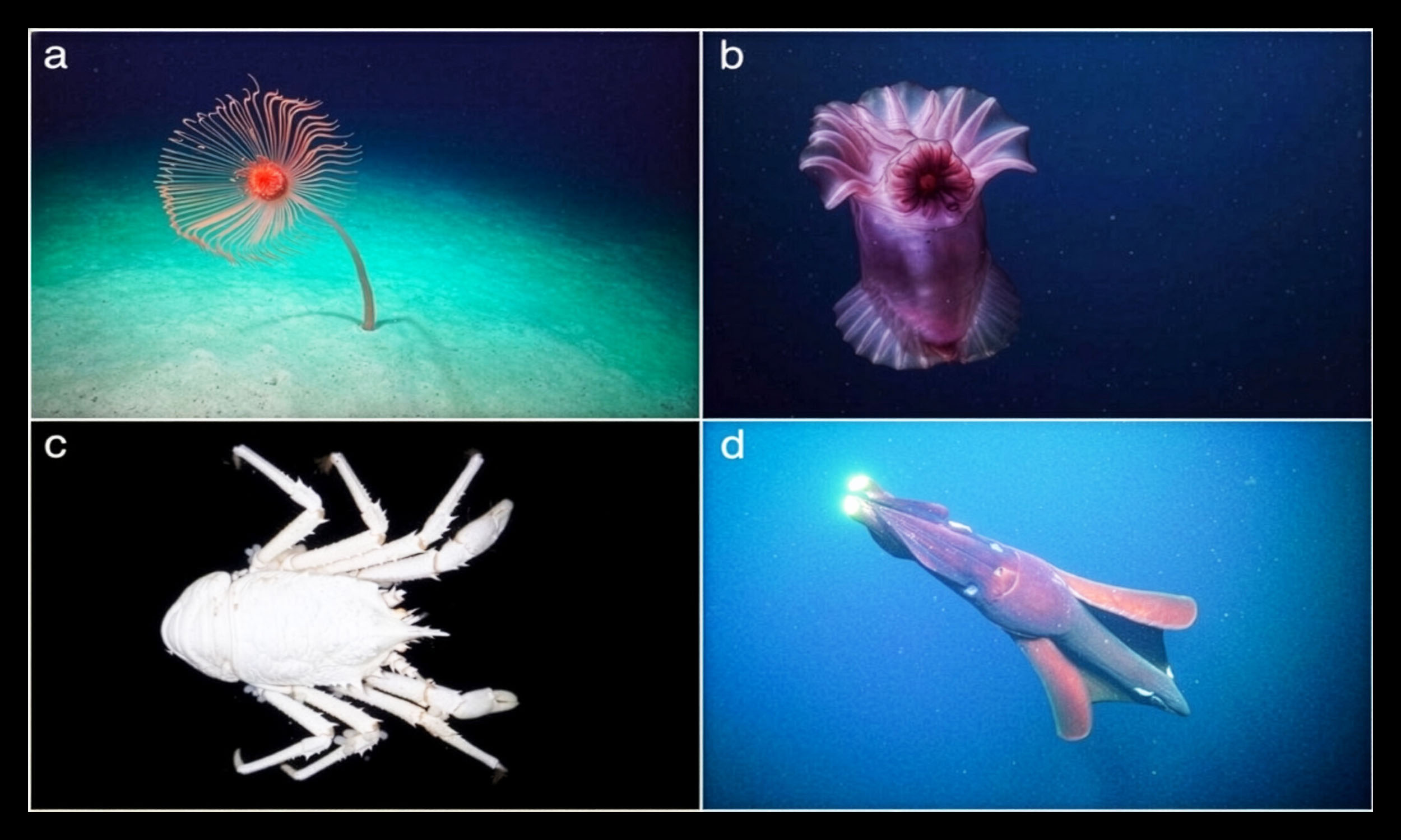Deep-sea DNA reveals incredible biodiversity in the Indian Ocean