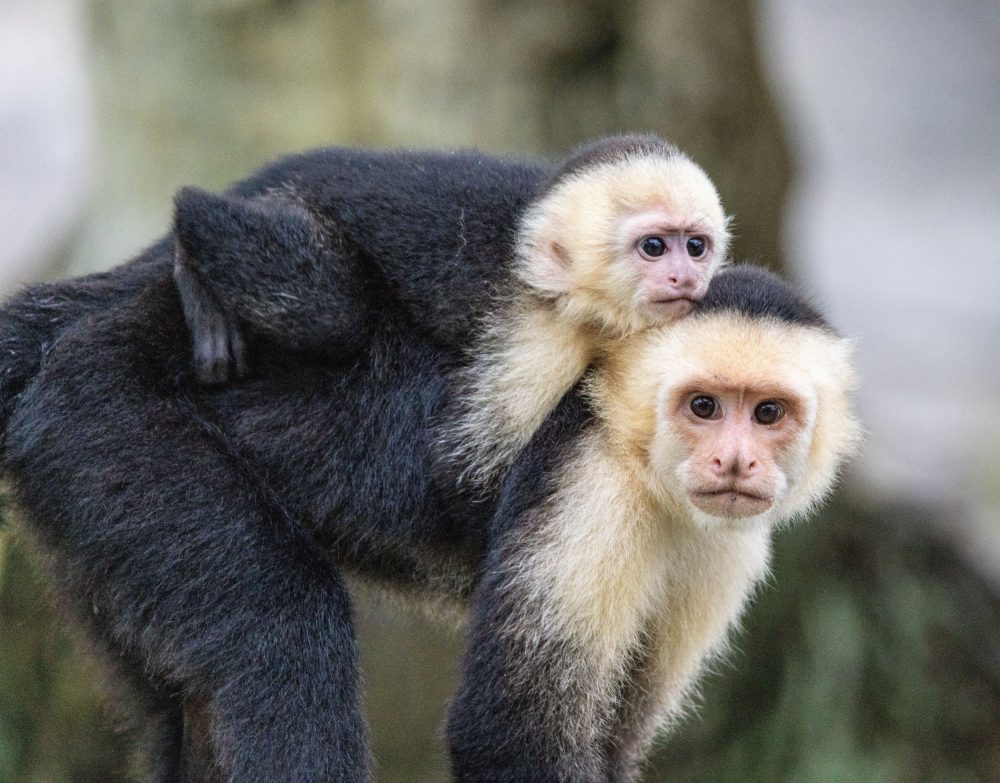 Climate extremes are changing how monkey societies survive