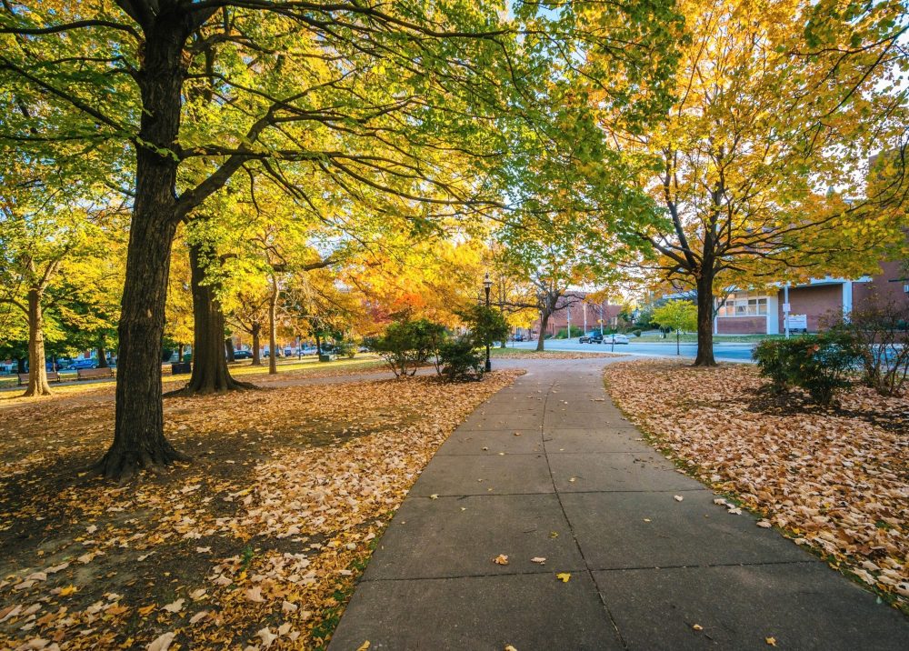 Urban trees may be one of the cheapest ways to cool cities