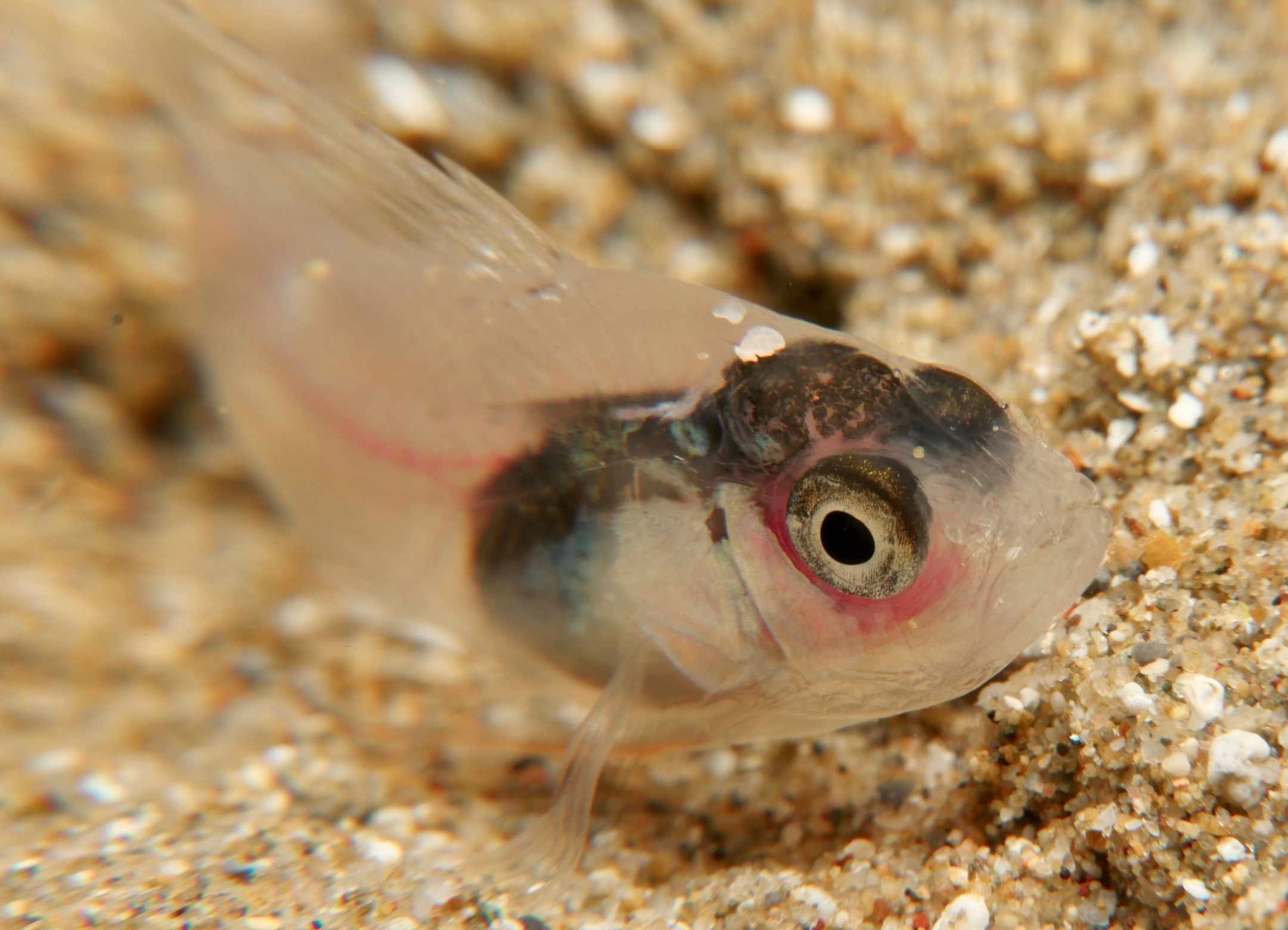 Microplastics found in fish before they even open their mouths