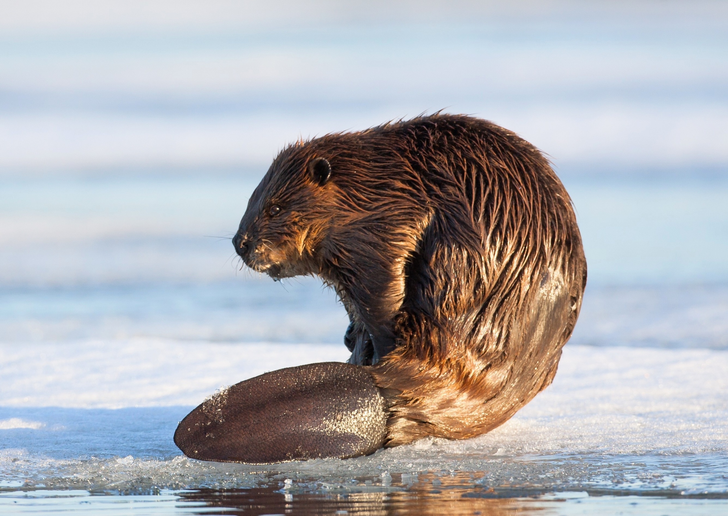 Beavers are getting a longer work season as temperatures rise
