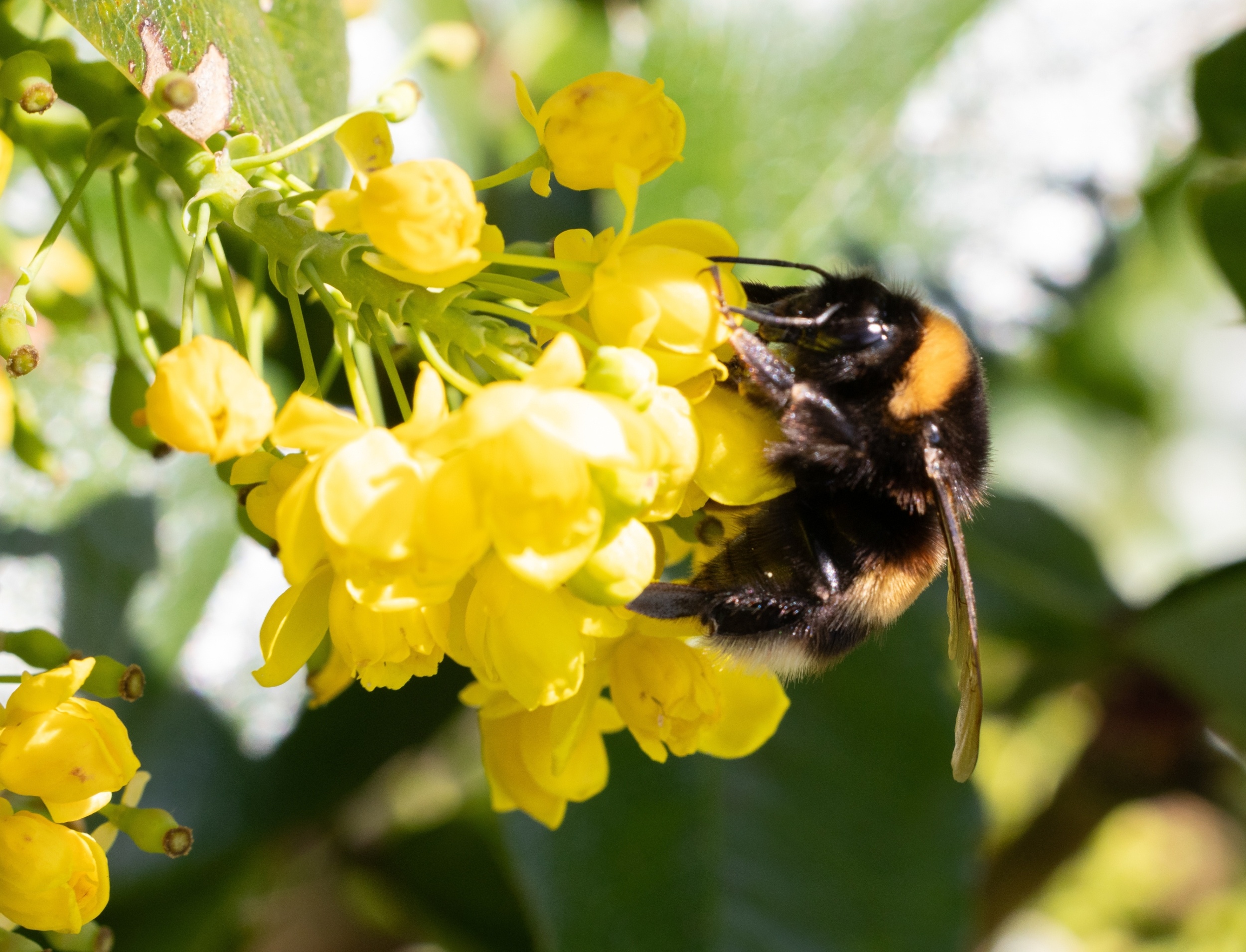 Bumble bees may benefit from warming - until extreme heat hits