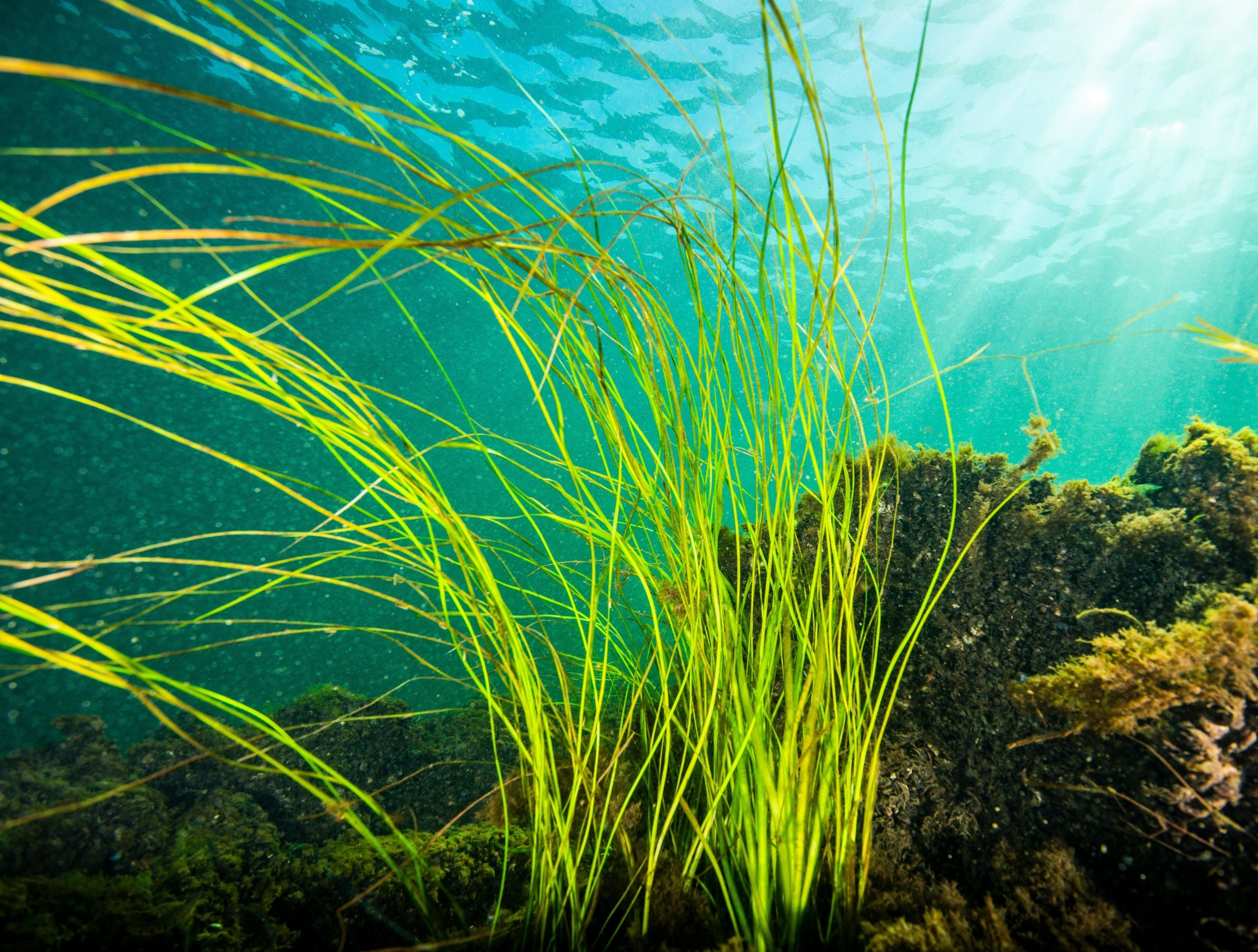 Why seagrass turns toxic during marine heatwaves