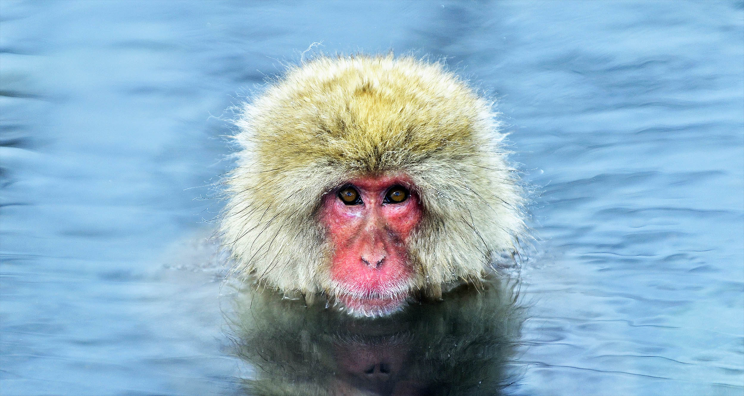 Monkeys prefer games that leave them wanting more, just like humans