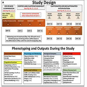 Coffee consumption, abstinence and reintroduction influences cognition, physiology, and craving. This study tracked the body's reaction every day when people quit drinking coffee. Credit: Nature Communications