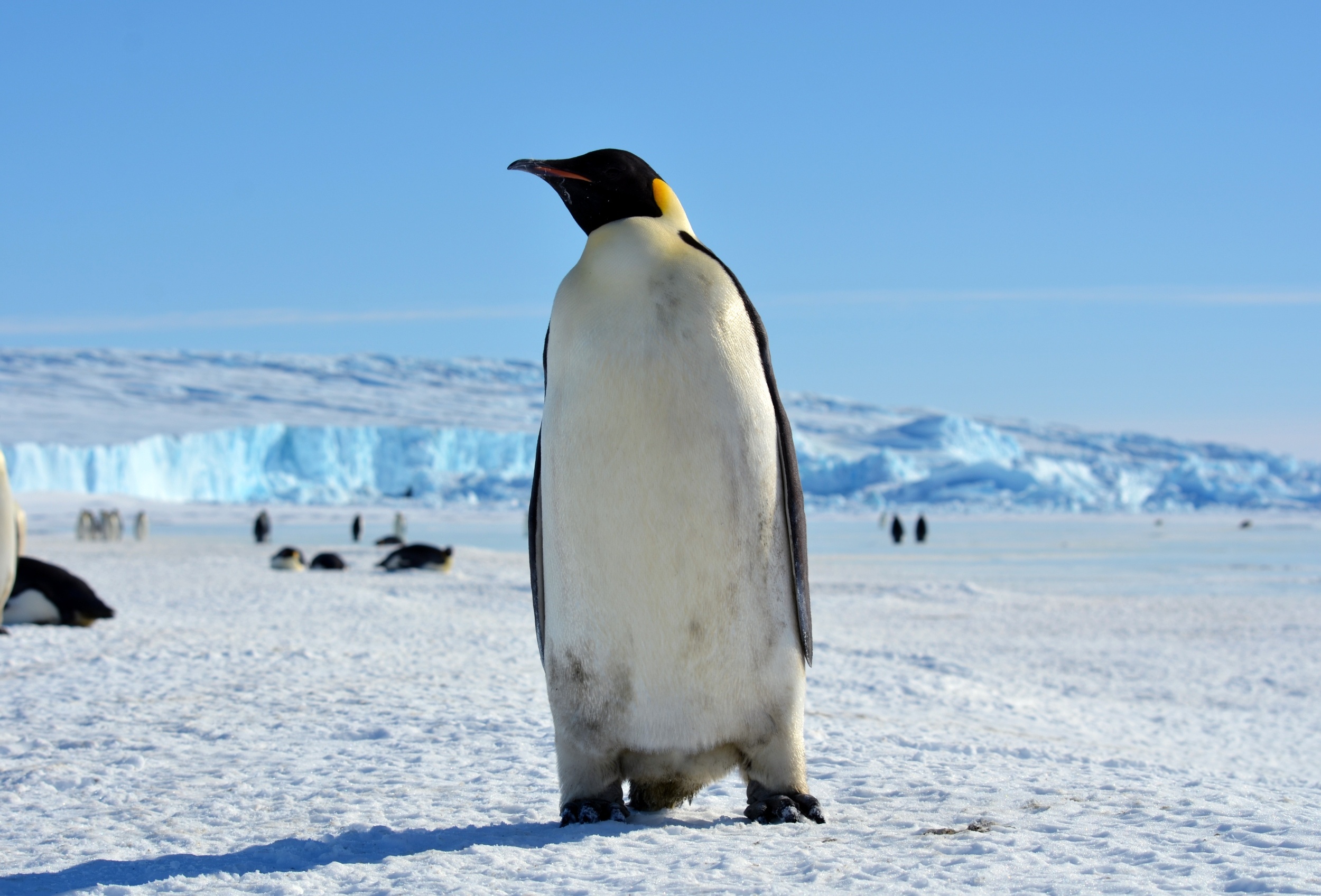 Antarctic ice shelves are melting from below faster than expected