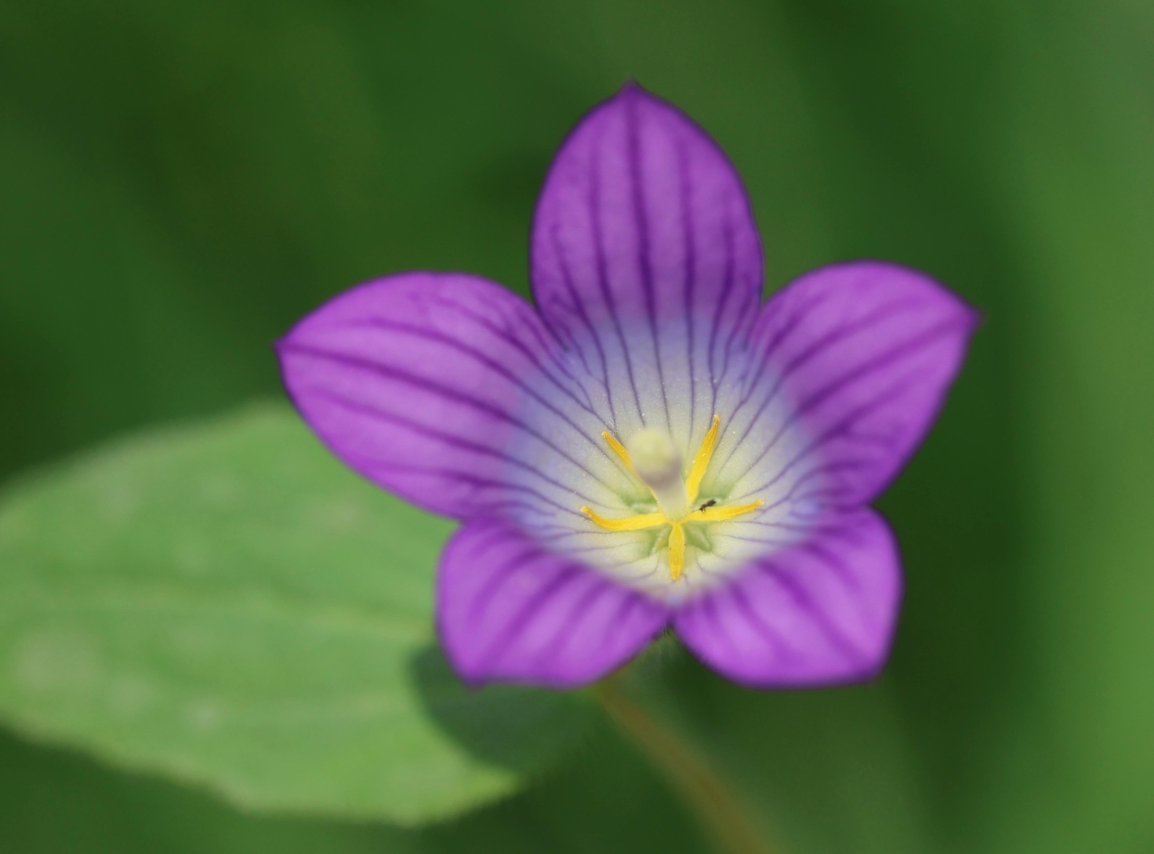 Wildflower study overturns assumptions about climate survival