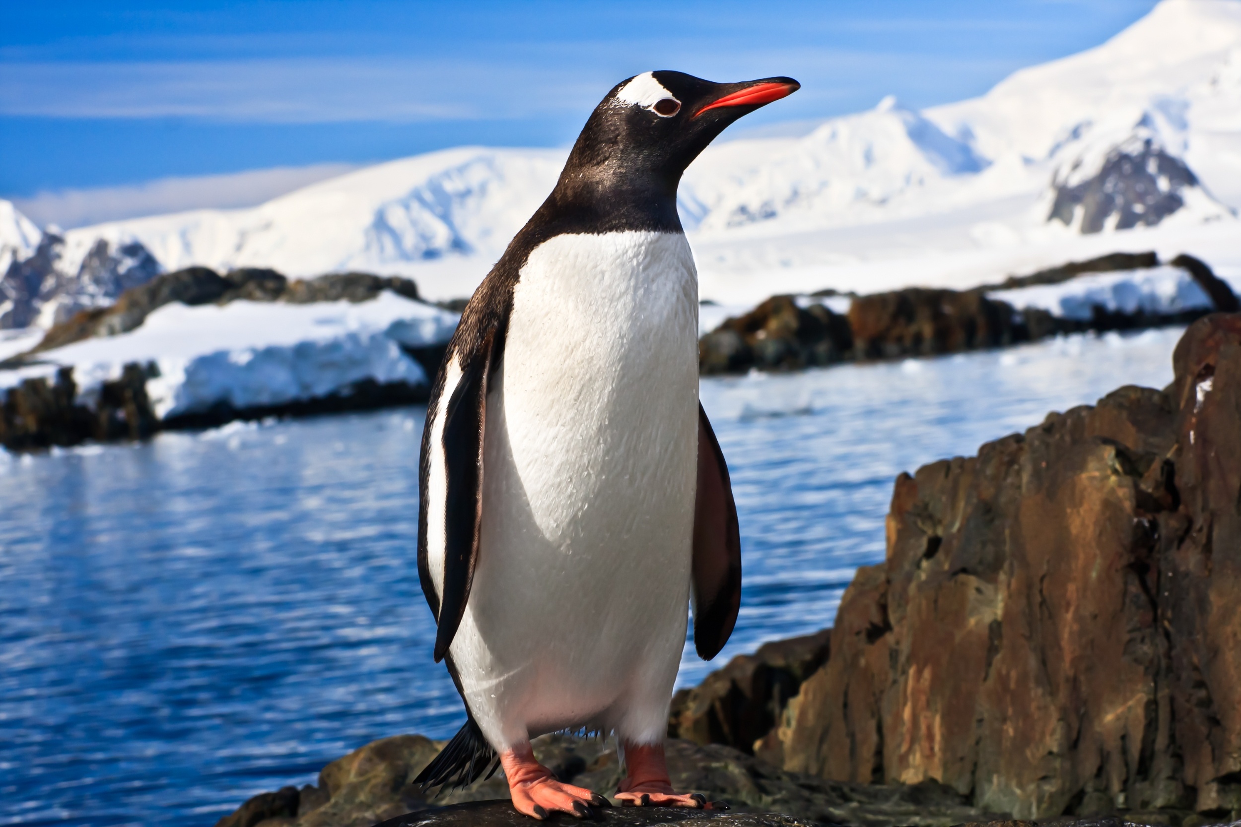 Gentoo penguins are four distinct species, with some facing an uncertain future