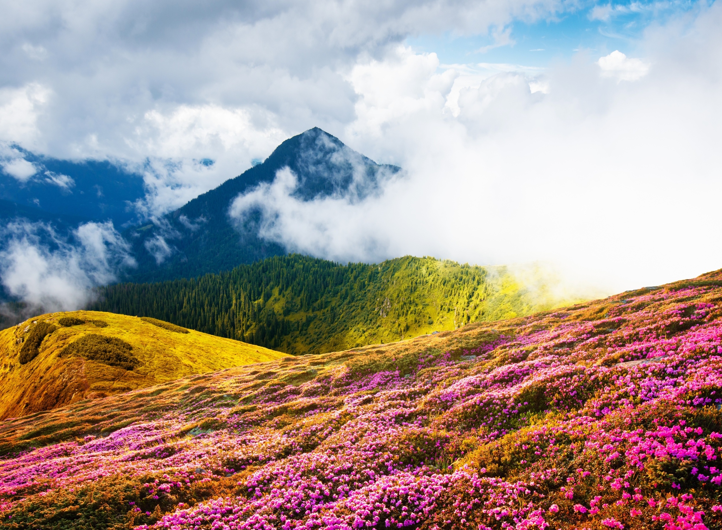 Climate change is forcing plants to move, but many have nowhere left to go