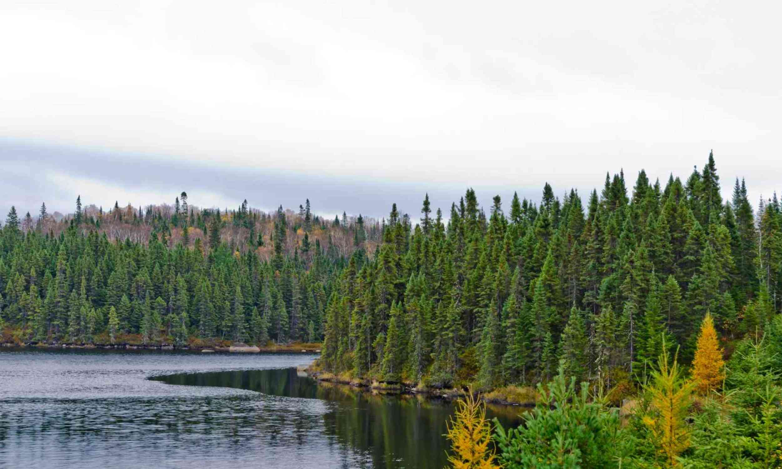 New forests in the north may not cool Earth the way climate plans expect