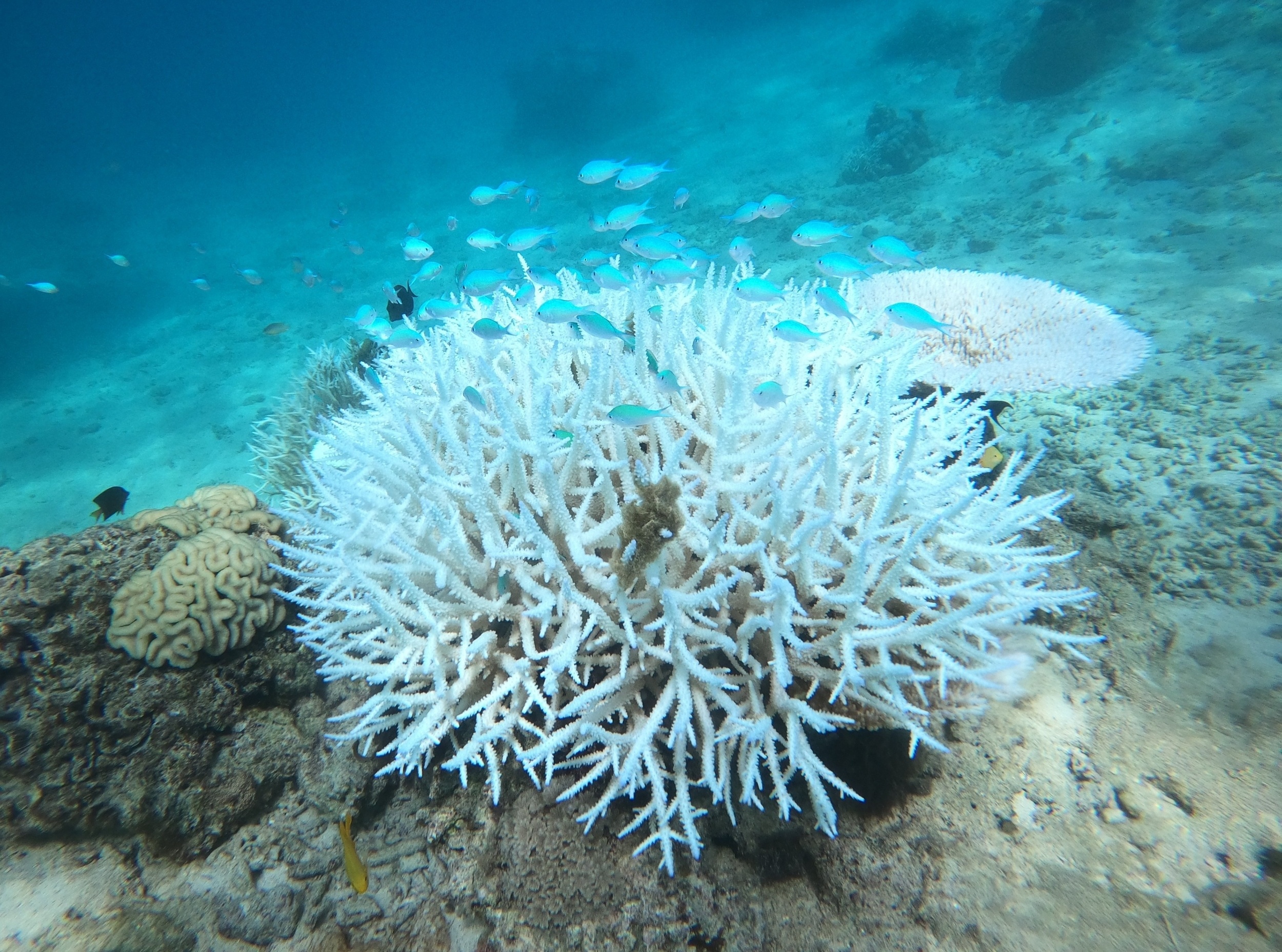 Ocean warming studies may miss how marine life really responds