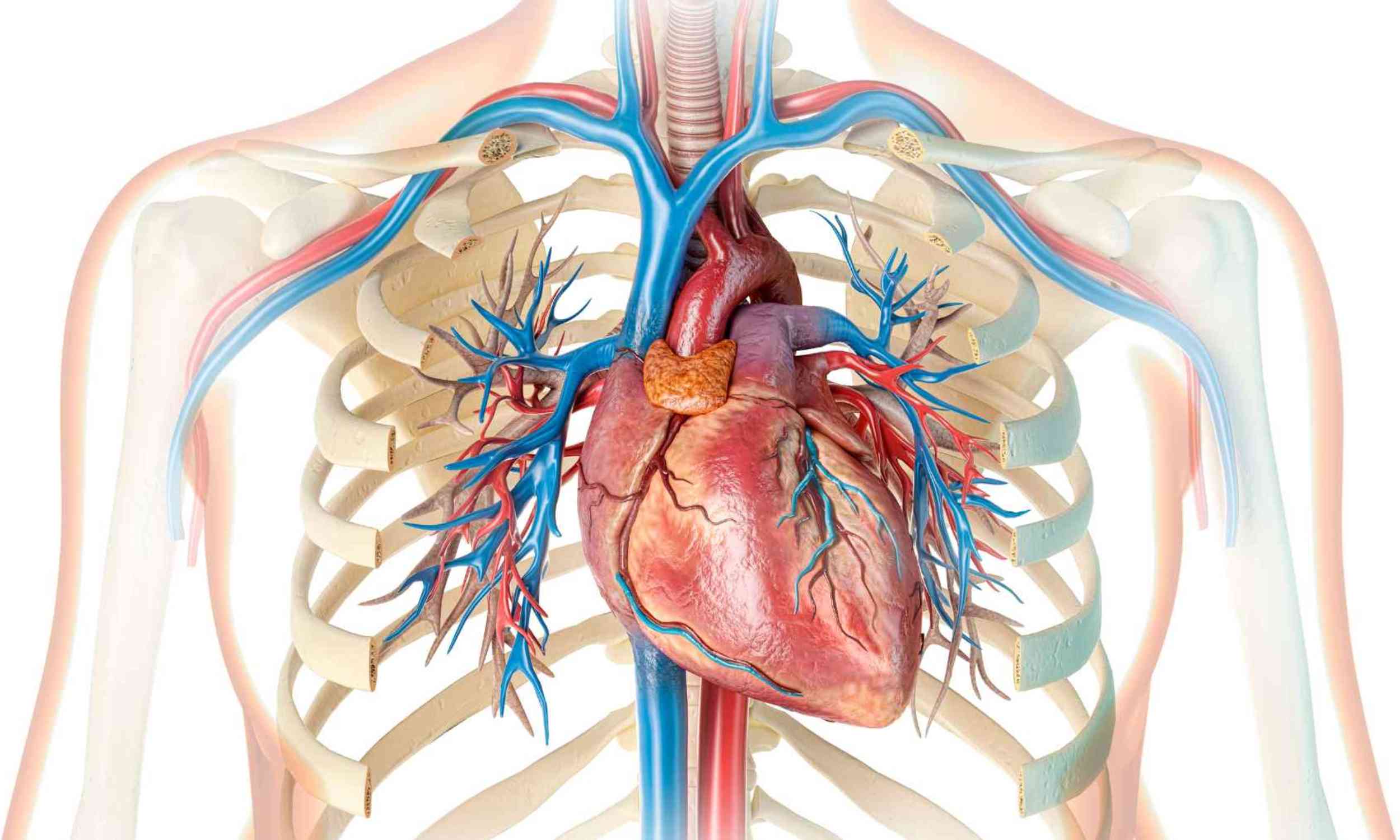 Beating rhythm of the human heart may explain why it rarely gets cancer