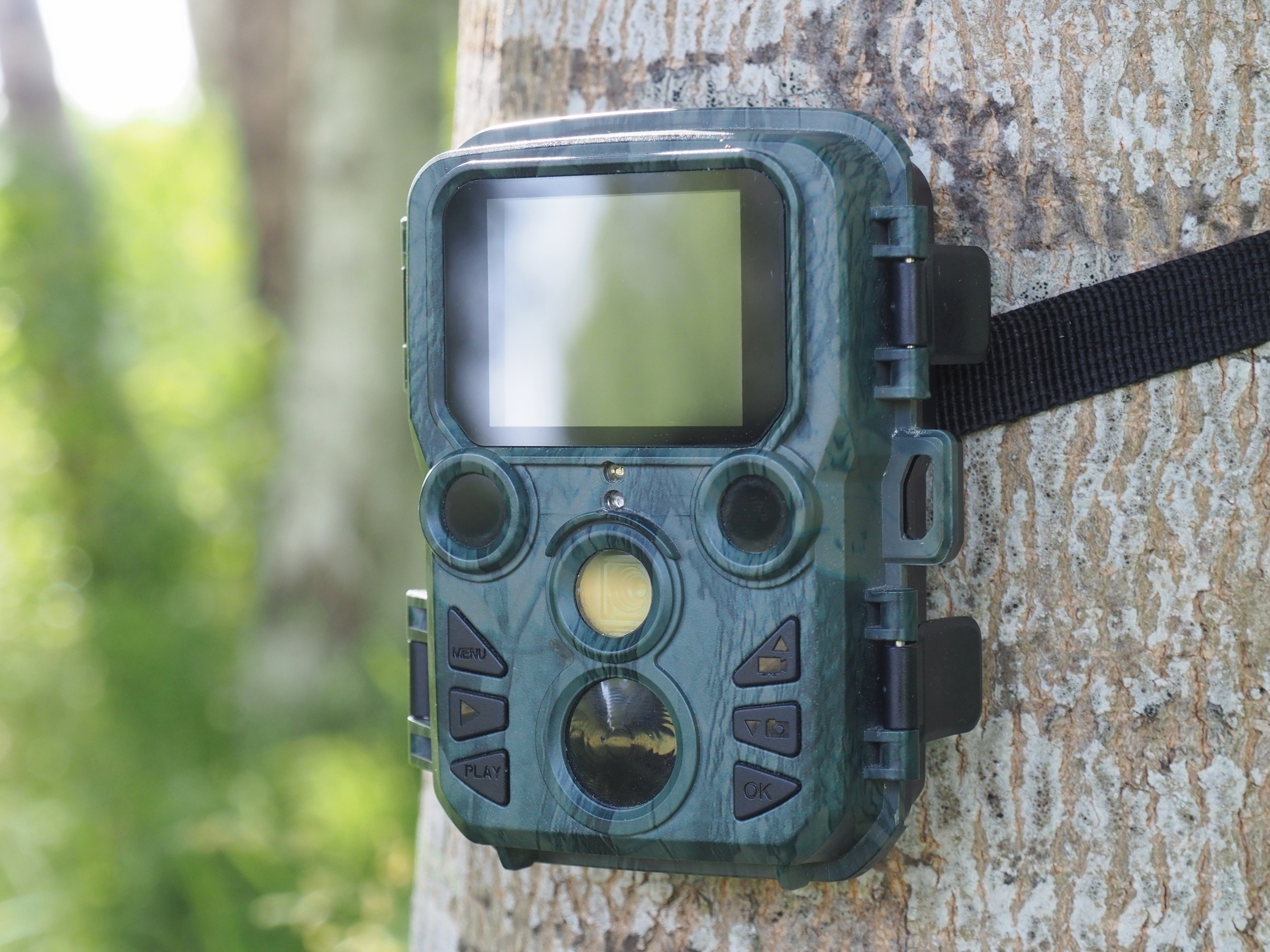 AI can sort wildlife camera images in days, not months