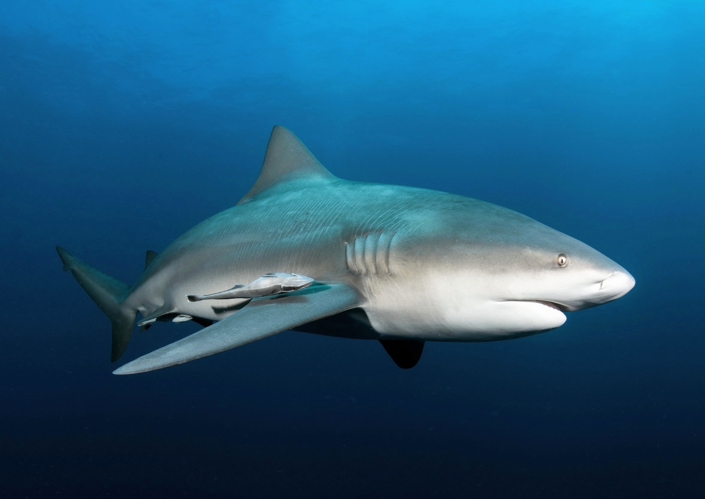 Scientists use lasers to reveal the hidden age of sharks