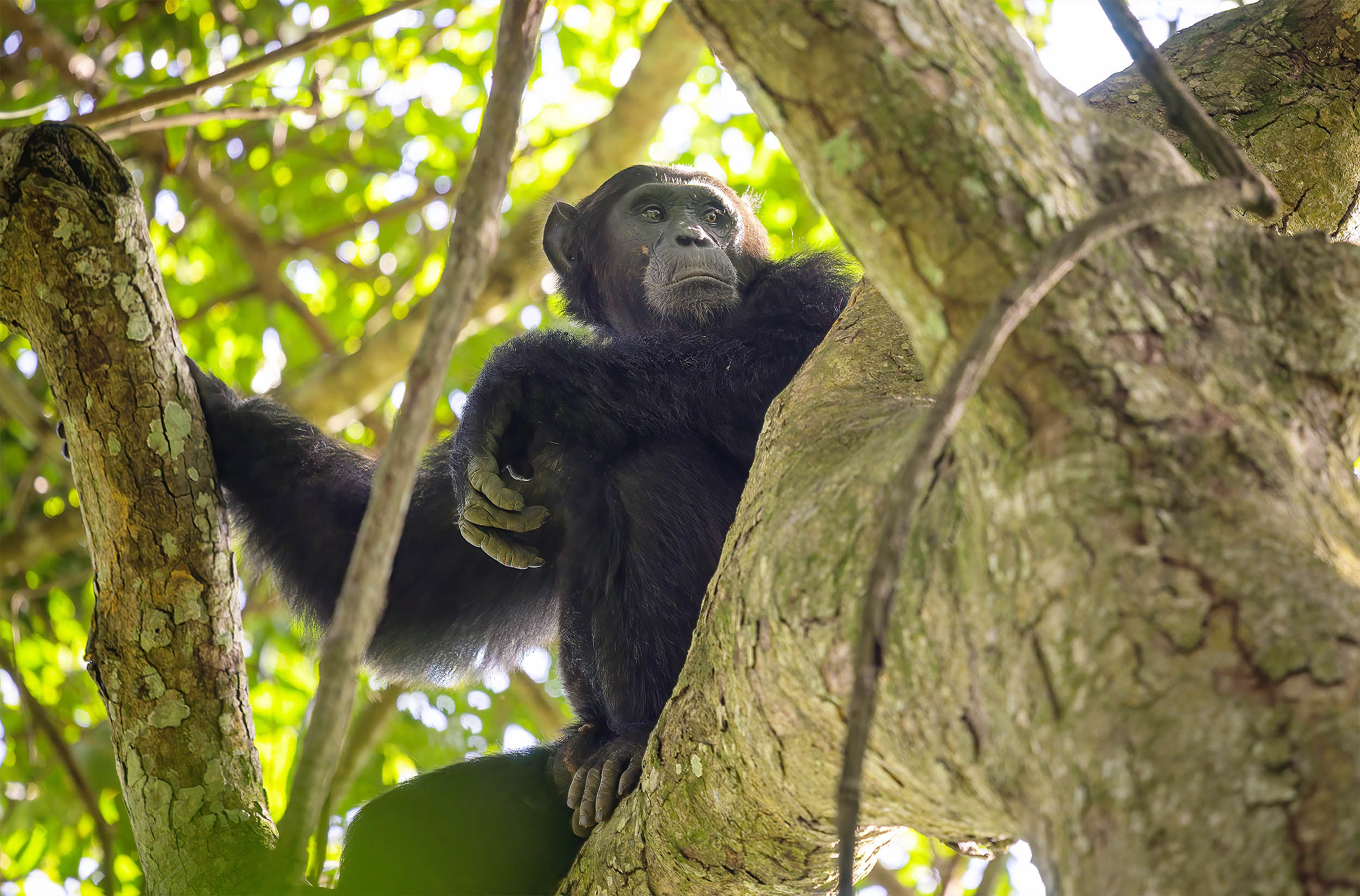 Chimpanzees check the weather conditions before building nests