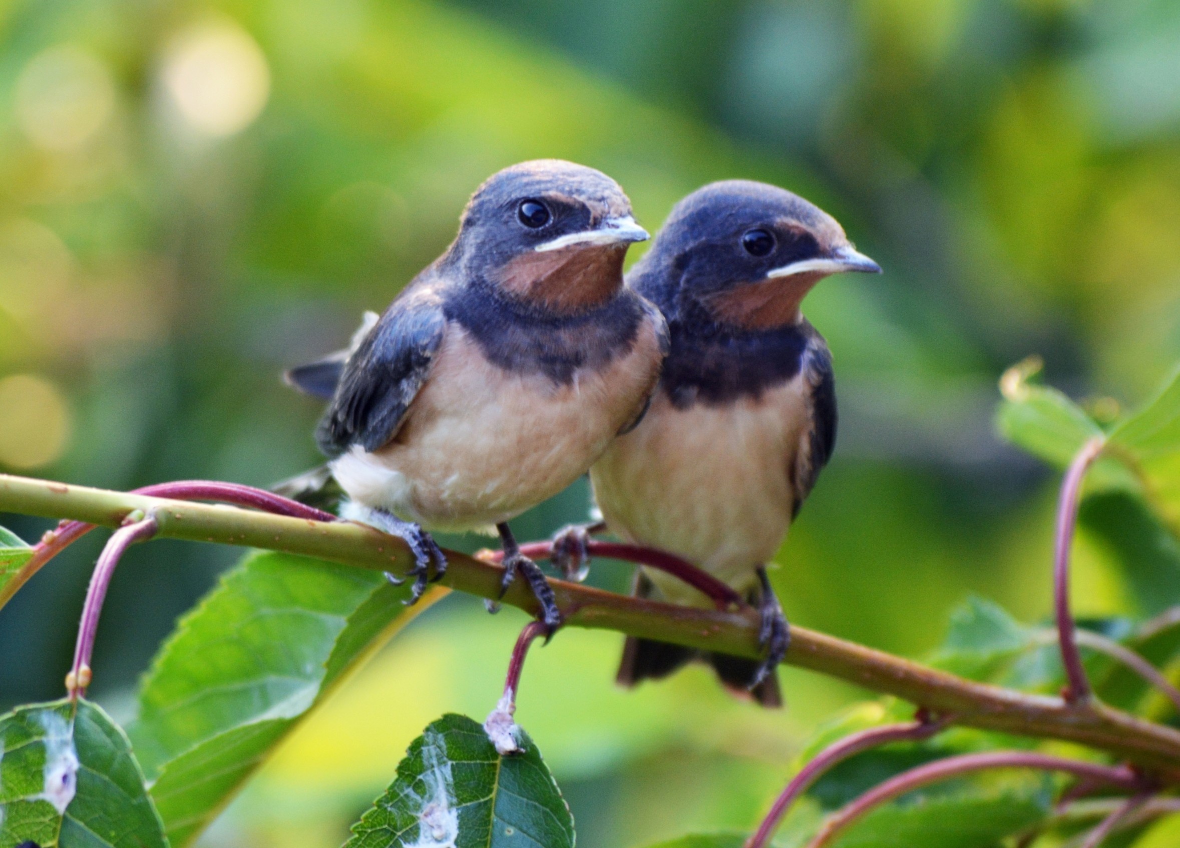 Baby birds are more vulnerable to heat than scientists realized