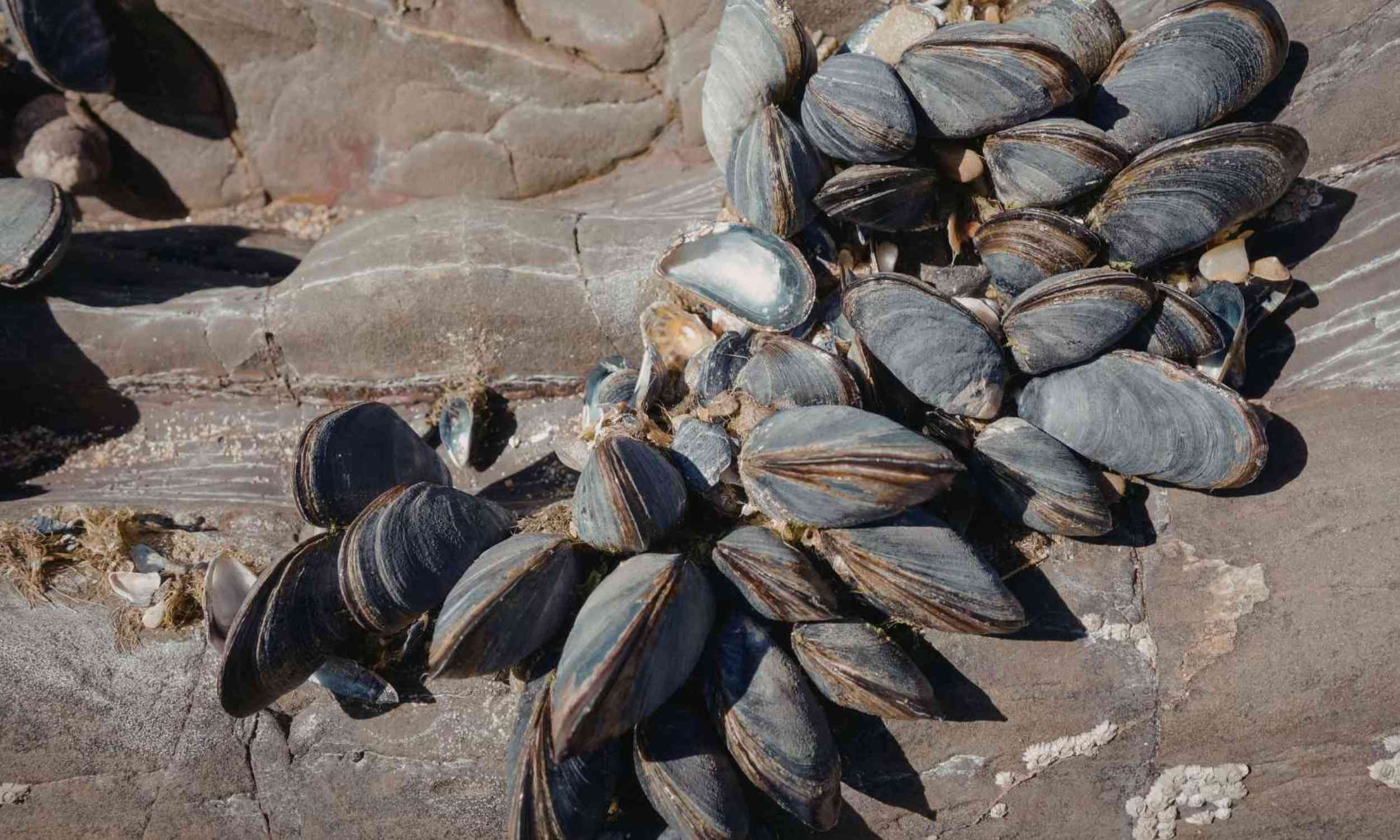 Warning issued: Paralyzing toxin found in coastal shellfish cannot be destroyed by cooking