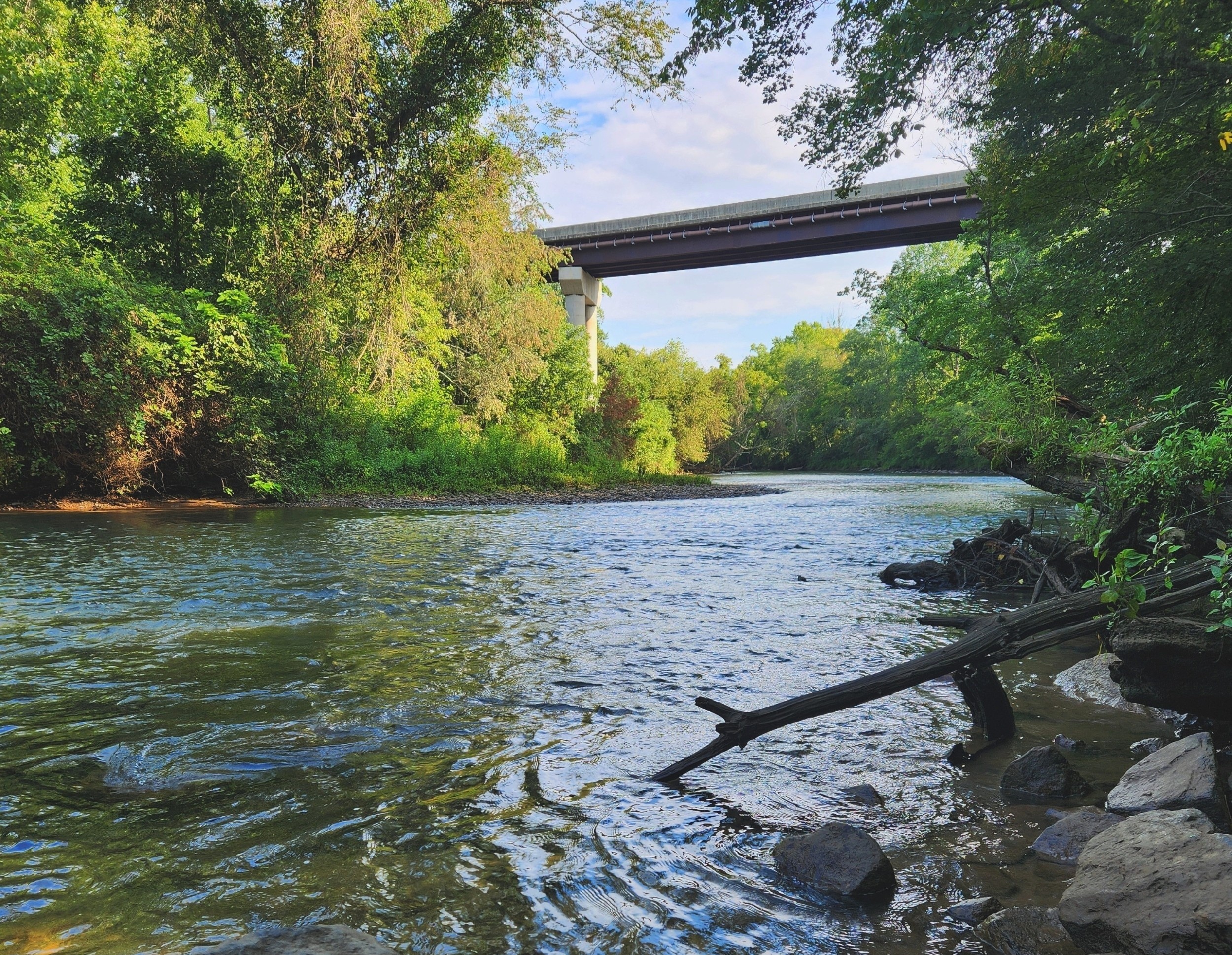 River DNA test revealed 861 species - and a deadly frog fungus