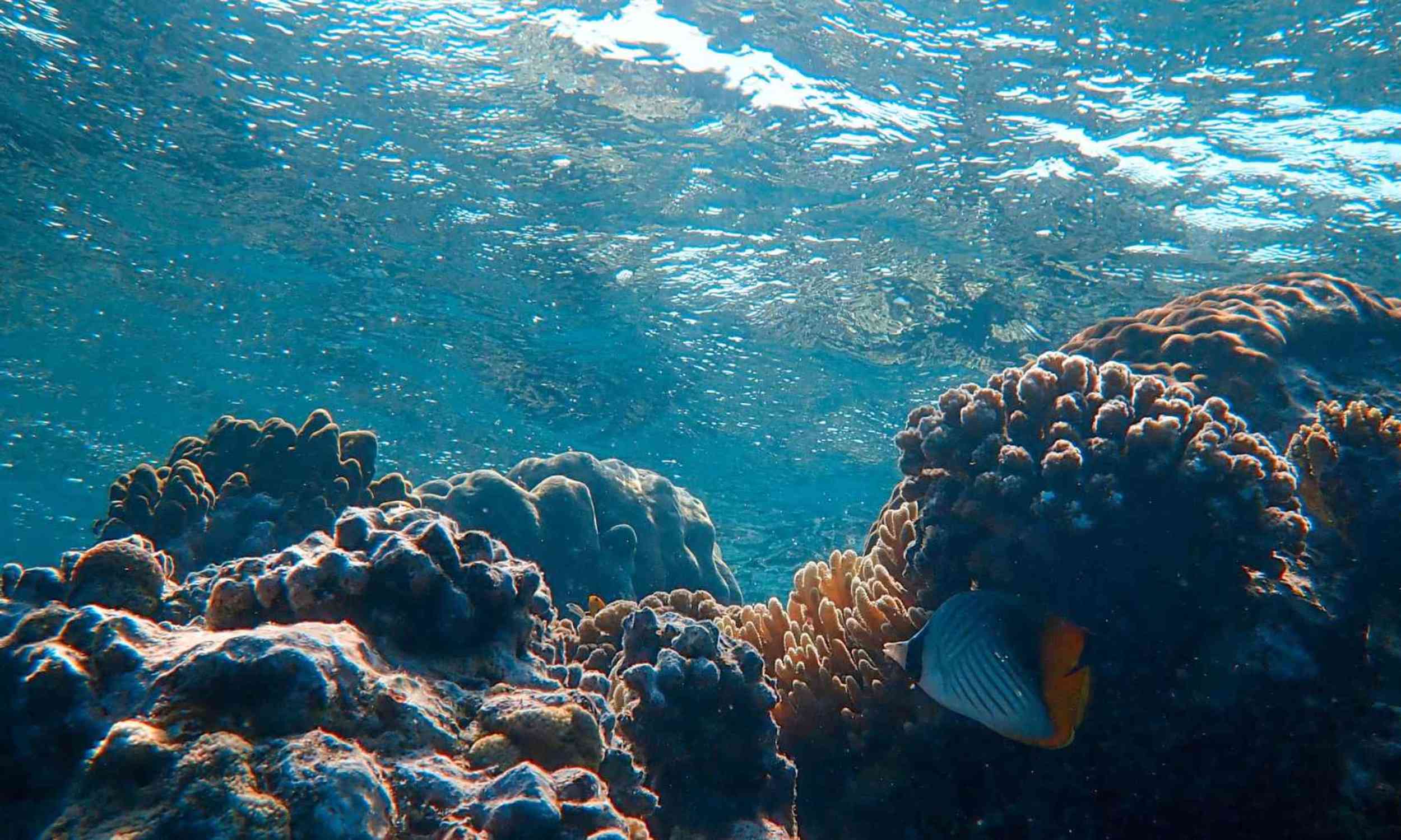 Some seas may soon be trapped in near-permanent heatwaves, scientists warn