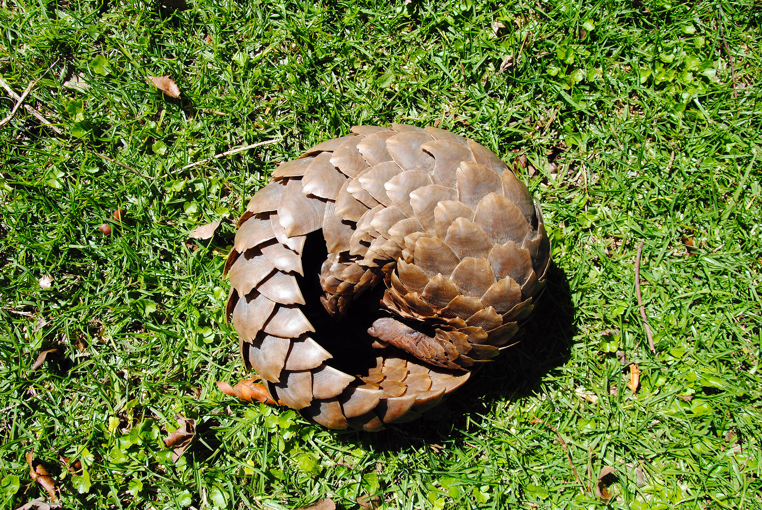 DNA samples are valuable tools for tracing trafficked animals to their place of origin