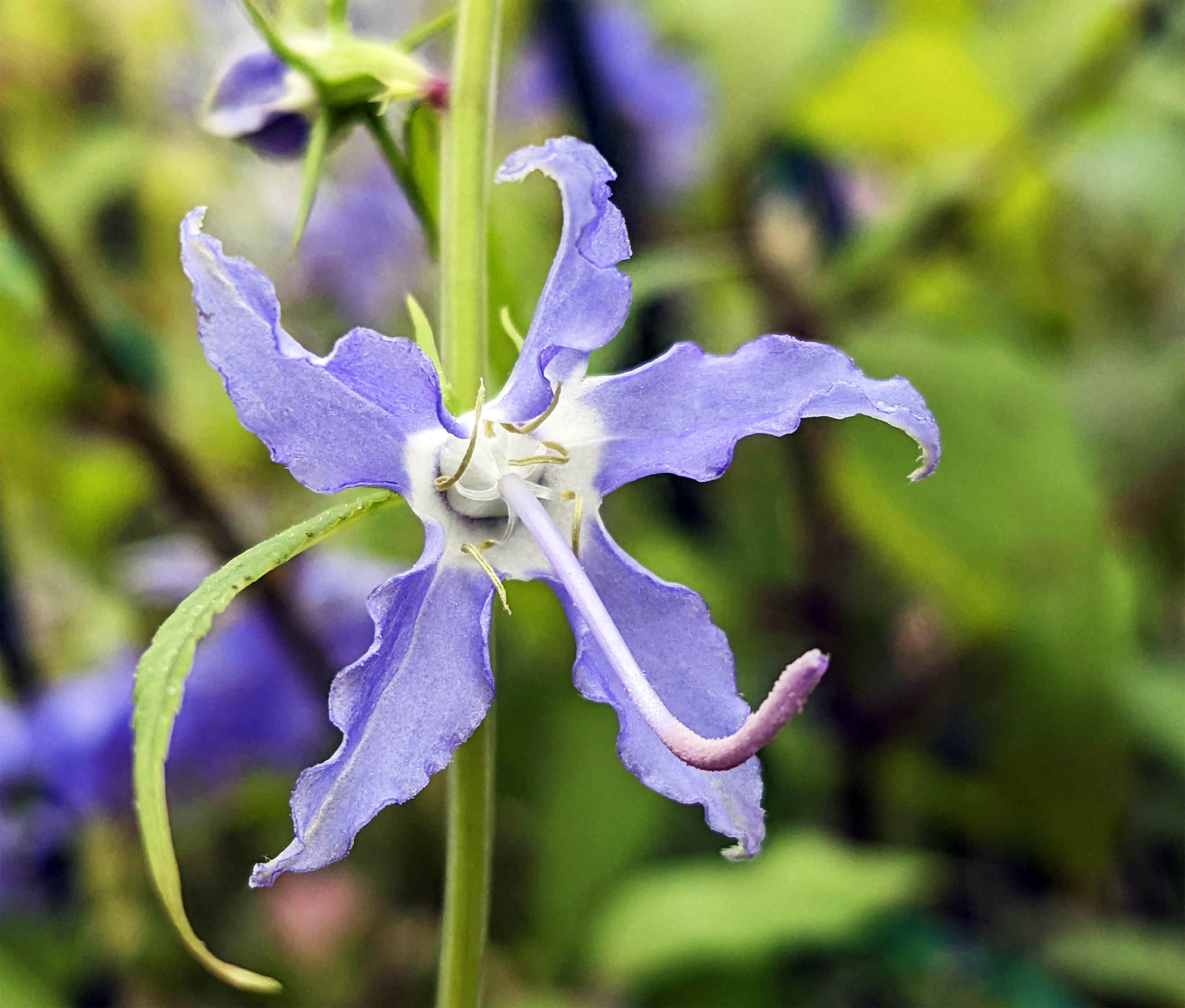 Wildflower study overturns assumptions about their ability to adapt to warmer climates