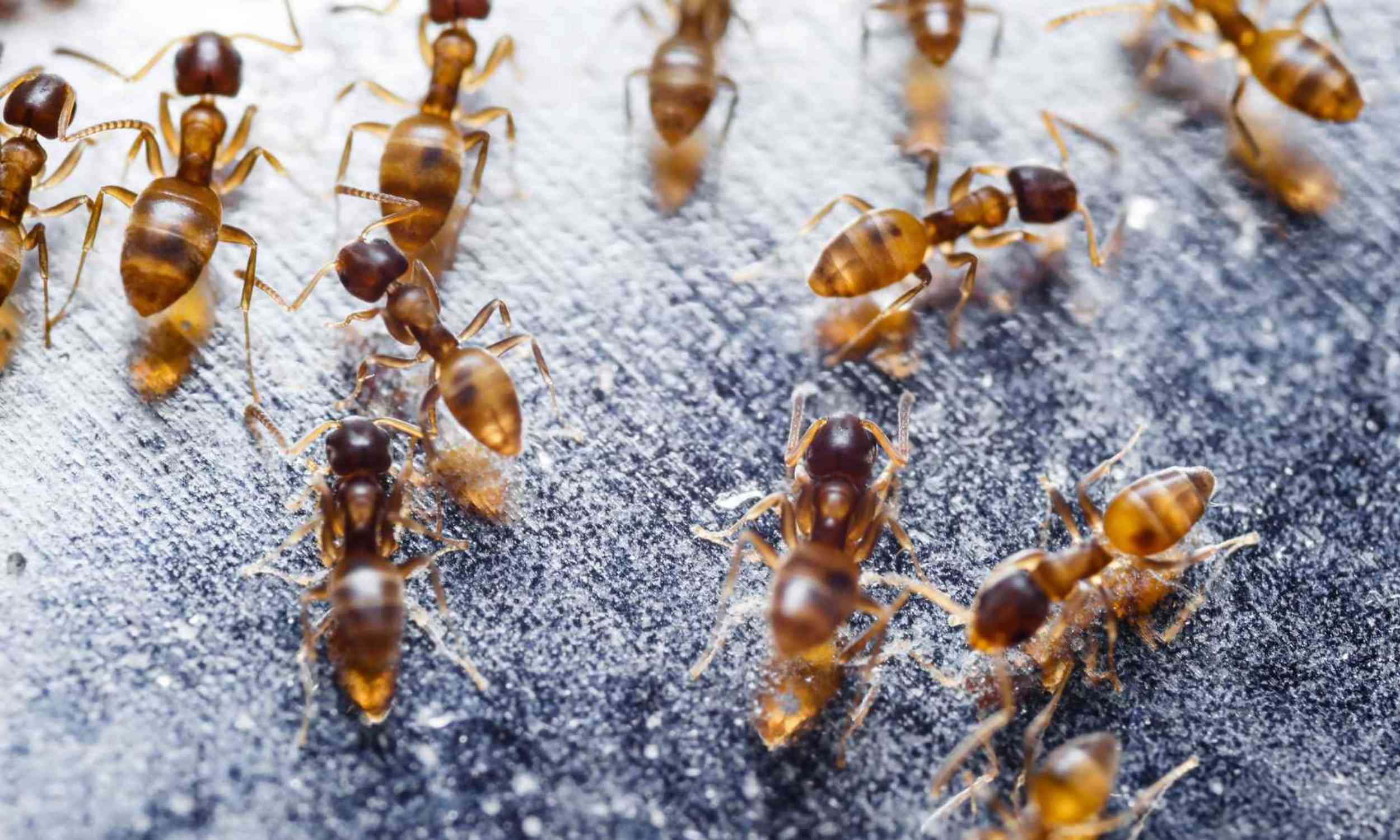 Fire ants may be among the most brutal invasive species on Earth
