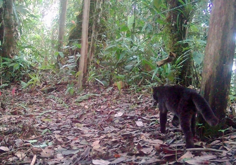 Rare black wild cat spotted in Andes mountains, offering conservation insight