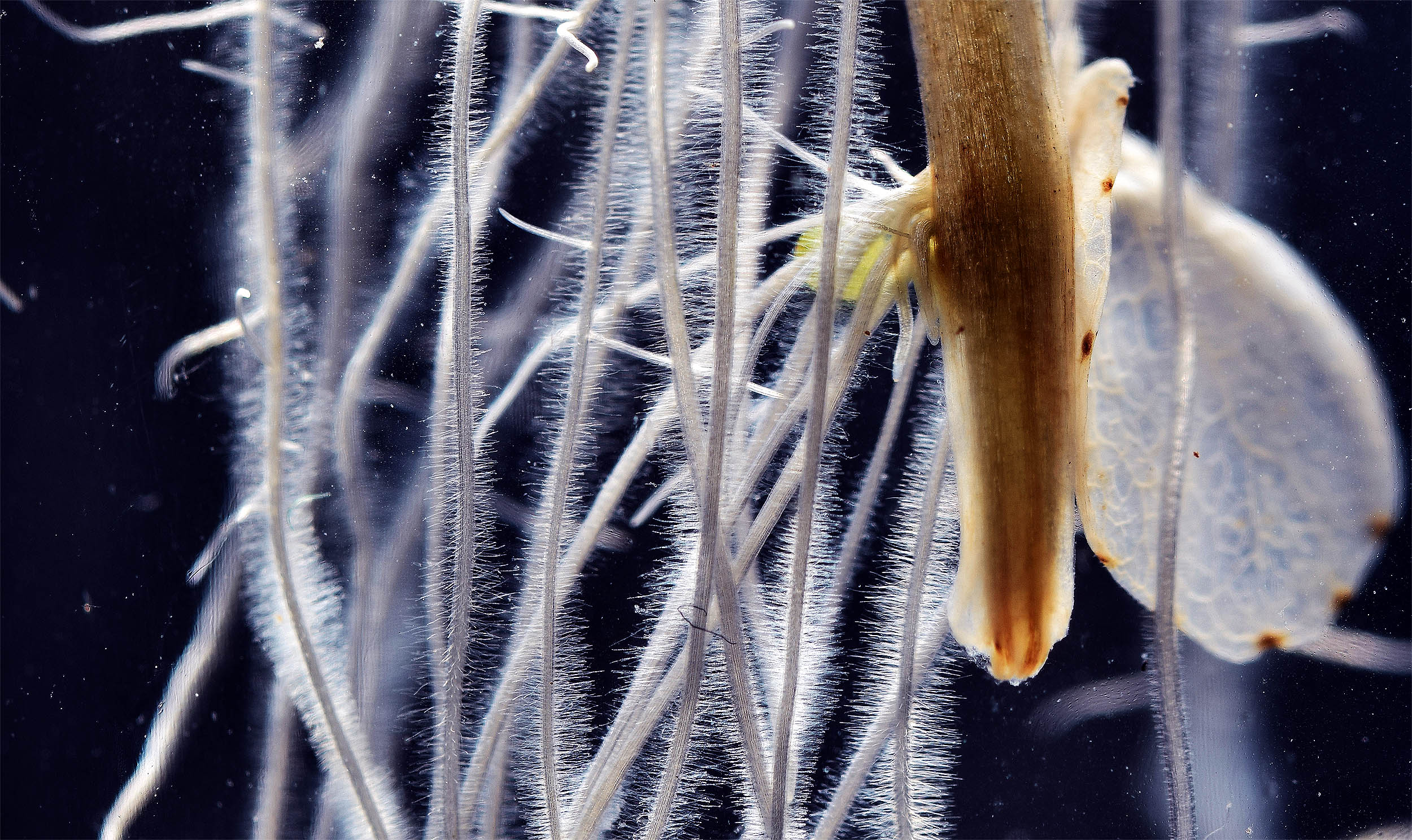 Scientists find a previously unknown cell type in plant roots that help seedlings survive droughts and poor soil conditions