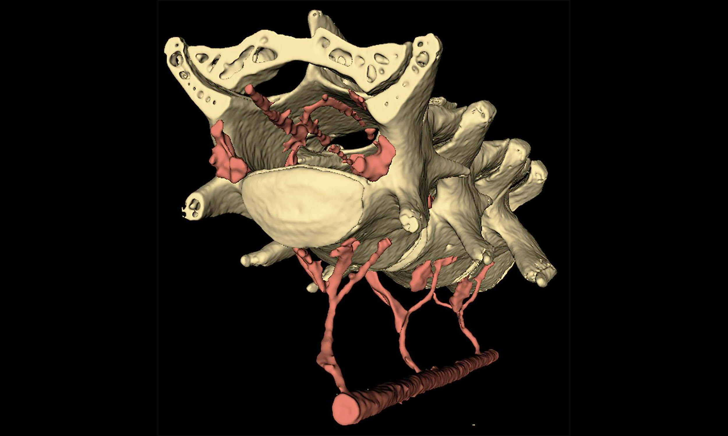 Your belly and brain may be connected in a way that helps clean neural waste by circulating spinal fluid, explaining why exercise is good for brain health