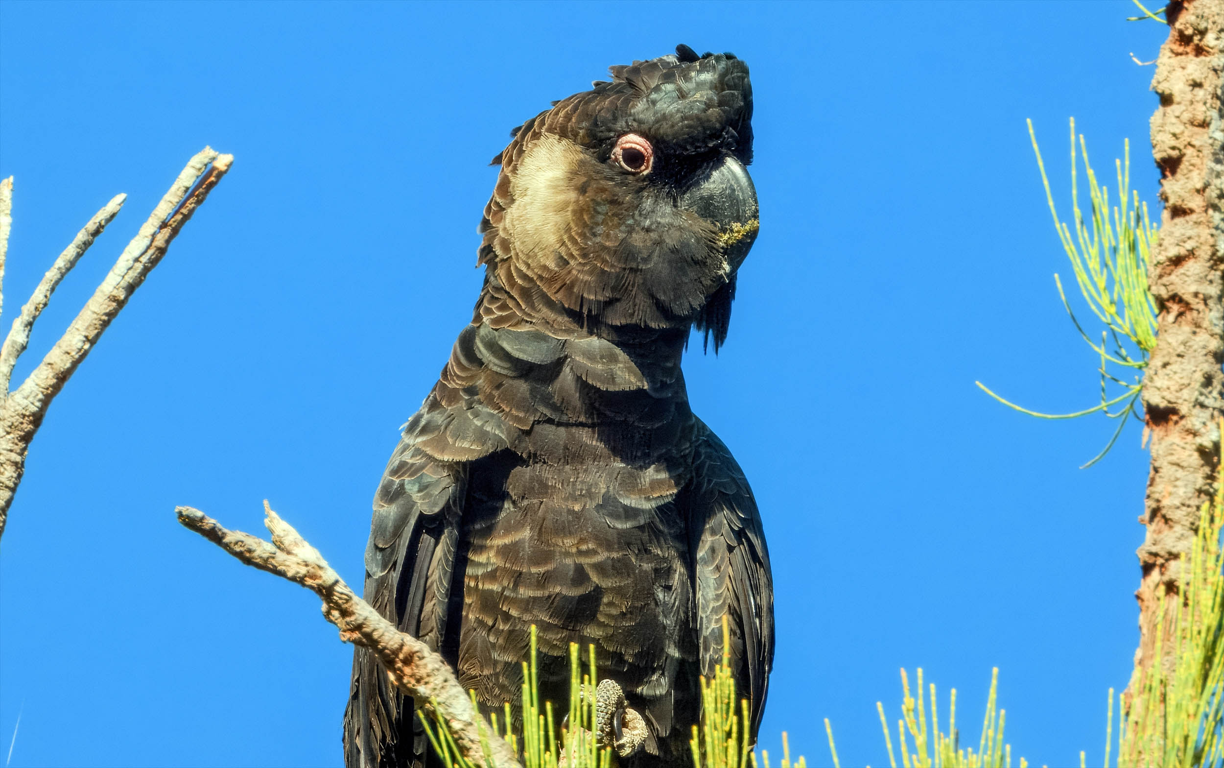 Extreme weather events, especially heatwaves, cause enormous harm to bird populations worldwide