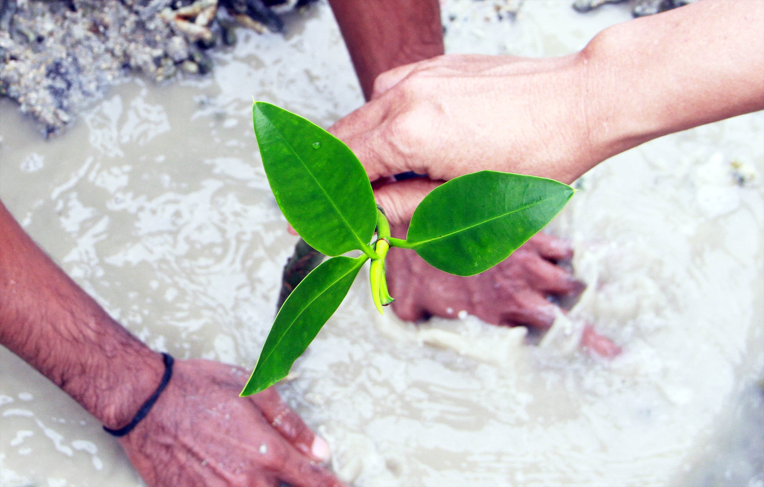 Scientists warn carbon credit loopholes could threaten current climate action programs