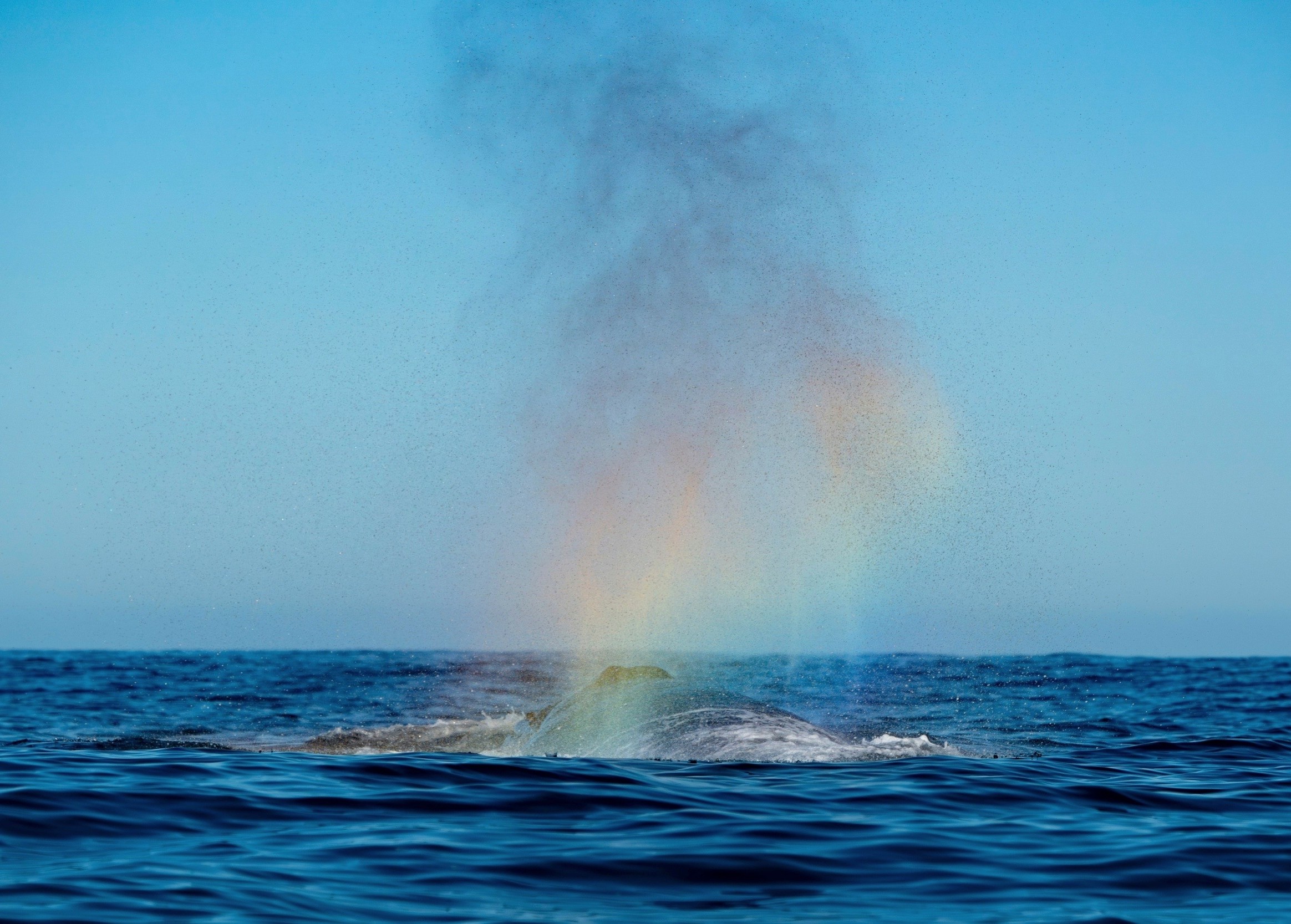 Whales leave invisible trails in seawater that scientists can now track