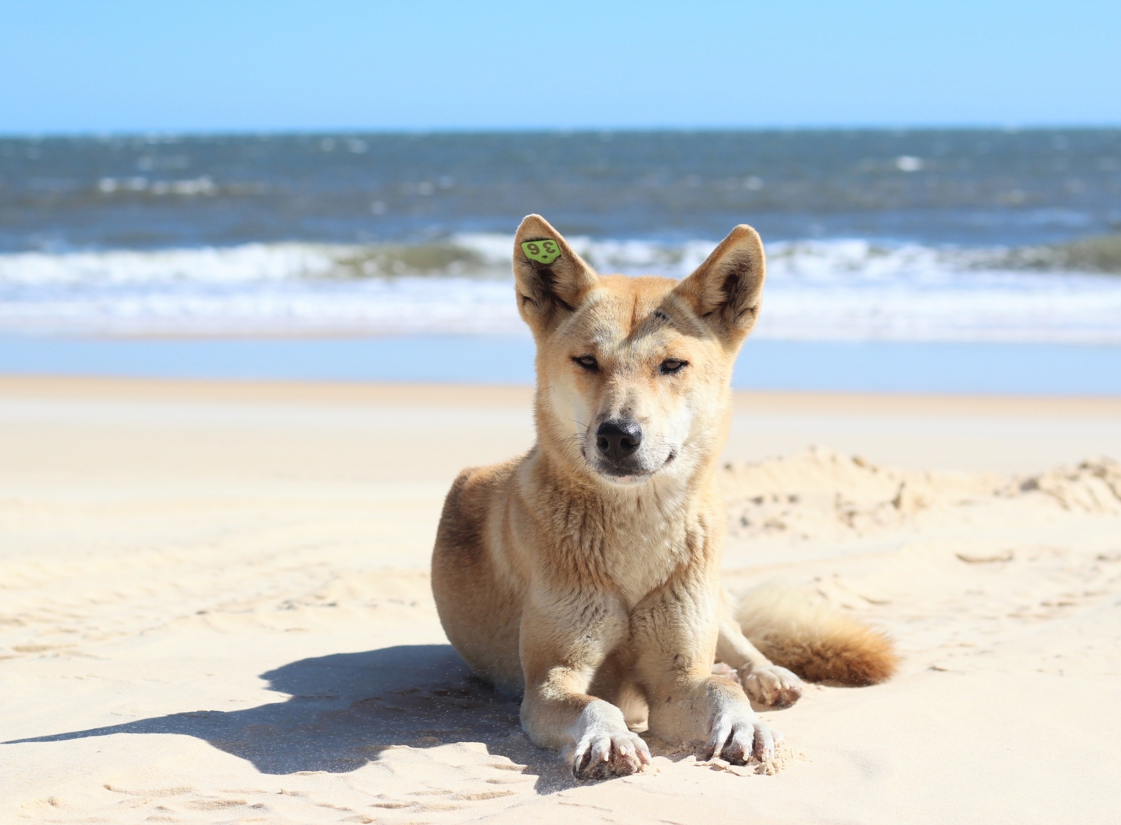 Most wild dogs in Australia are actually dingoes