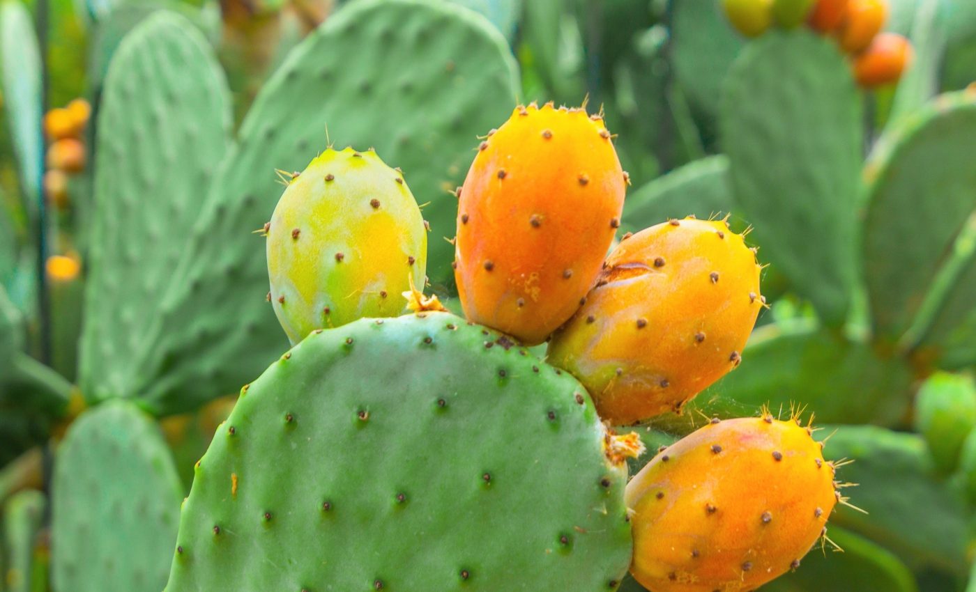 Cactus waste could become a low-cost building material - Earth.com