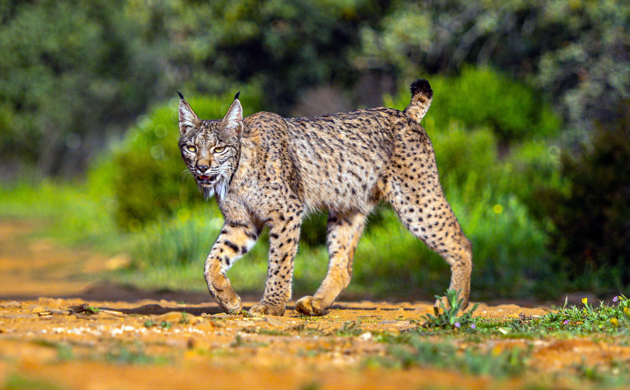 A lynx once pushed to the brink has returned to breed in a Spanish national park