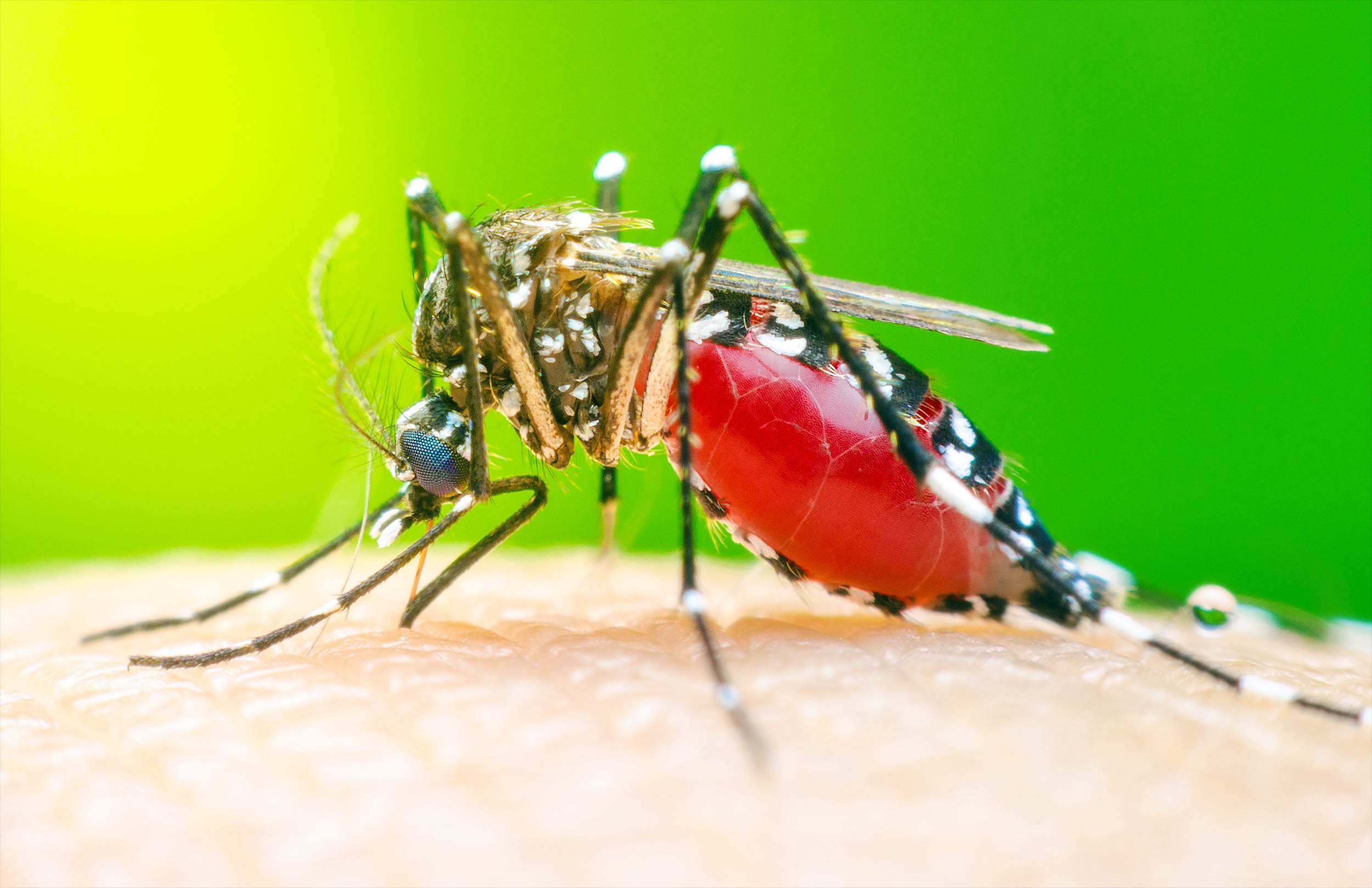 Some people really are mosquito magnets, and scientists are starting to understand why- Earth.com