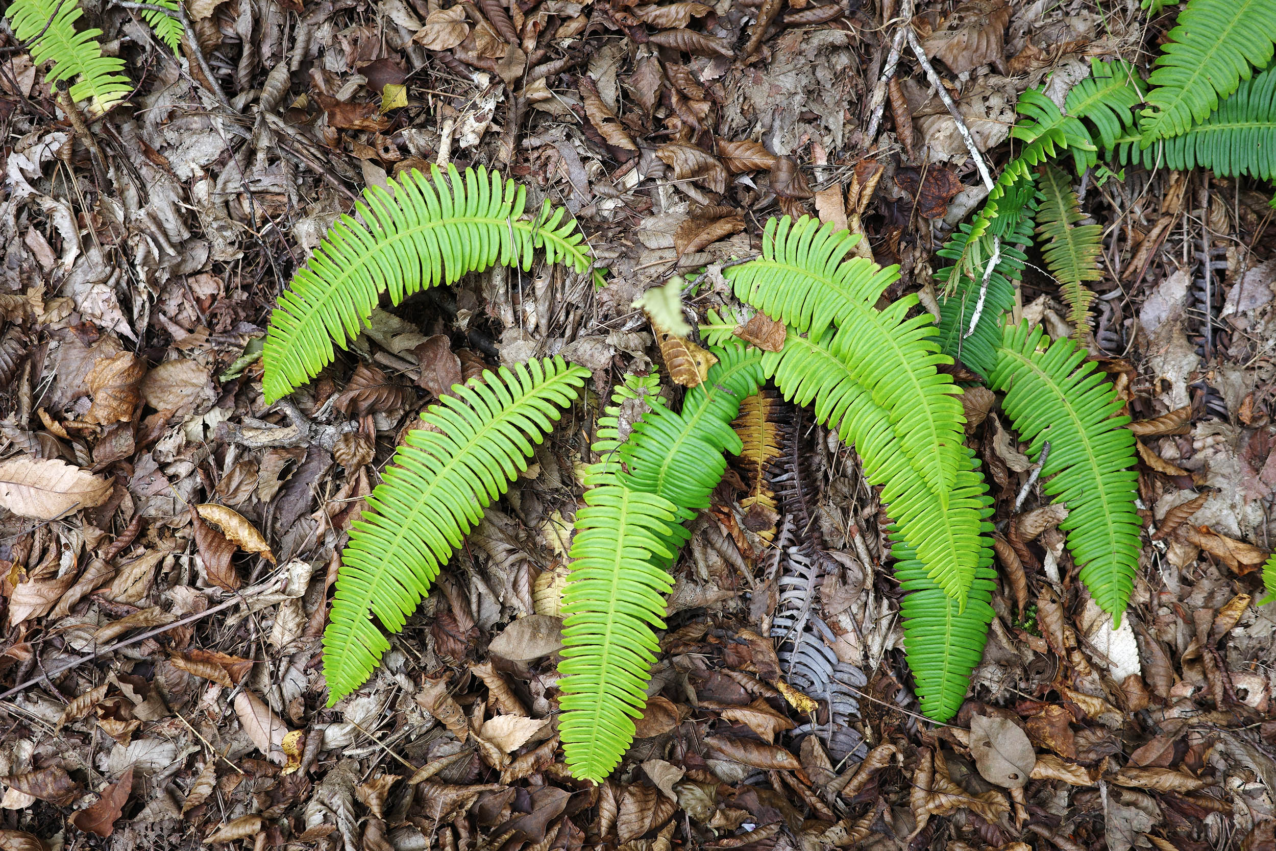 Some plants can pull rare earth metals from soil, a discovery that may revolutionize the tech industry