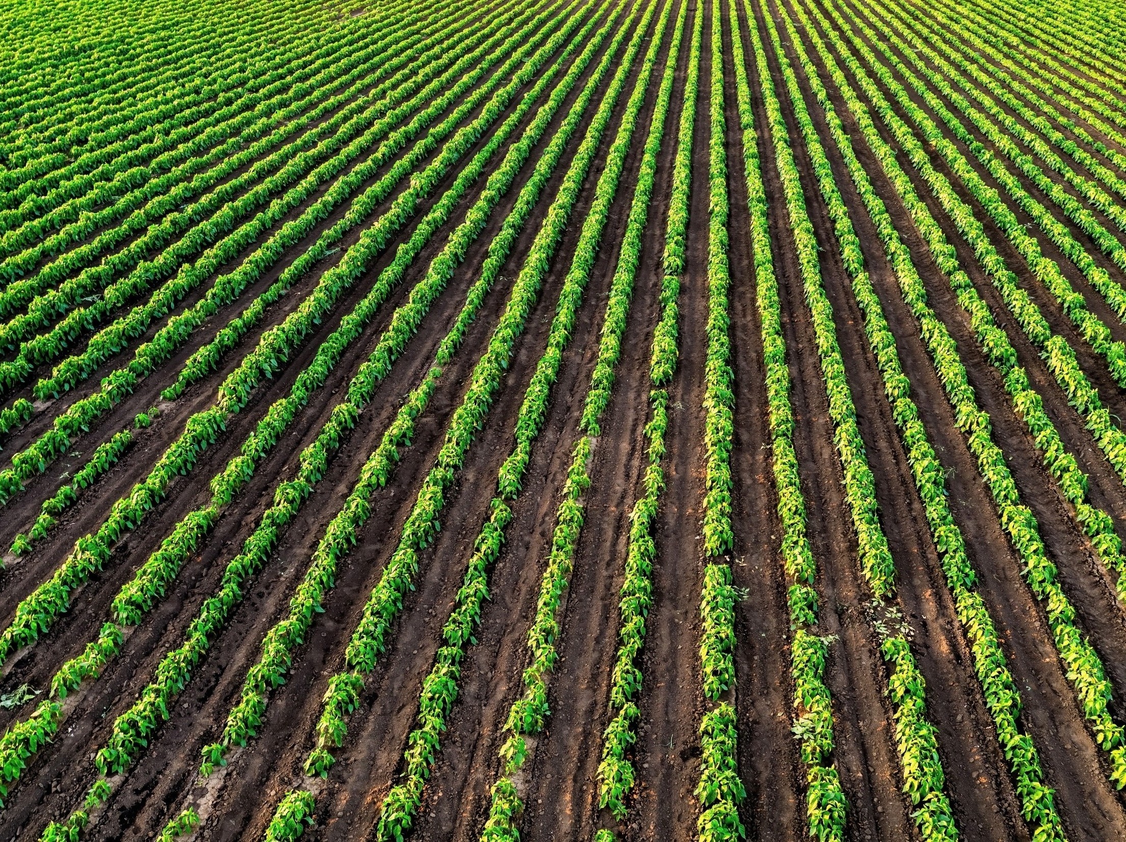 Farmland hides a surprisingly complex underground food web