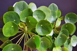 Anthurium Cupulispathum -- Earthpedia plant