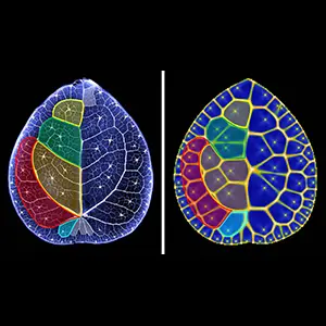 Left: The round, flat leaf of Pilea Peperomioides, the Chinese money plant. Right: A computer model of a Voronoi diagram traces the leaf’s central hydathode pores and looping reticulate veins. Credit: Cold Spring Harbor
