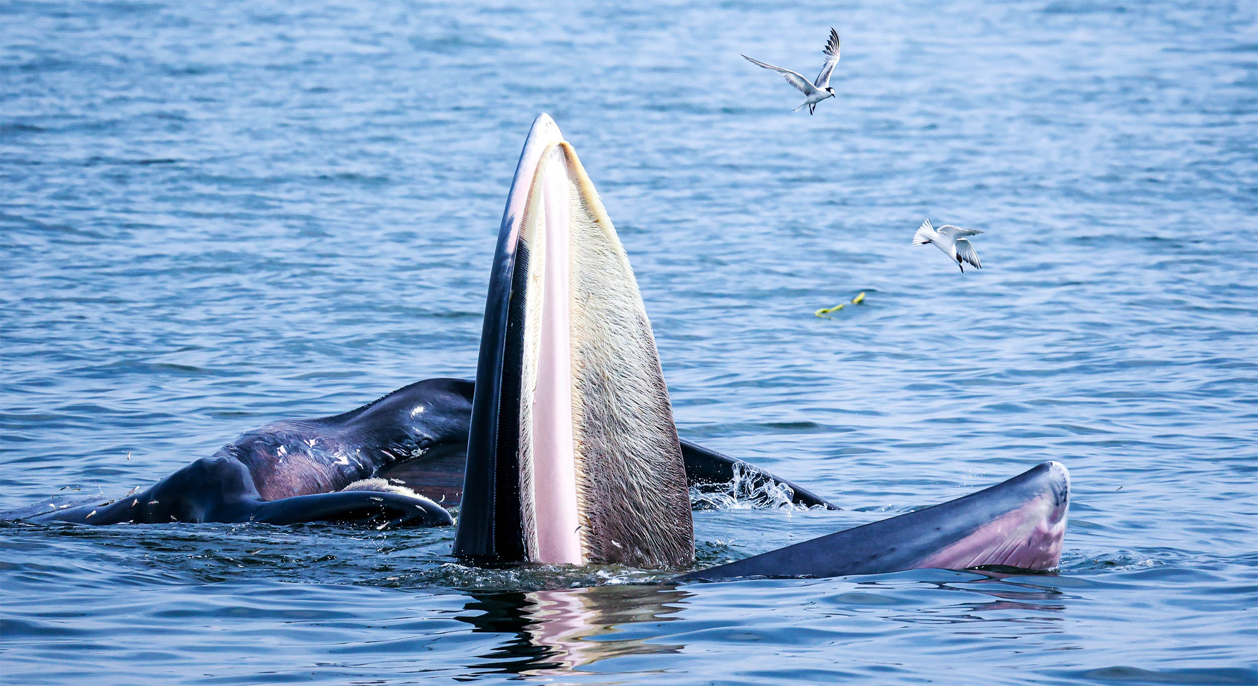 Unlocking the health history and reproductive secrets of the critically endangered Rice's whale