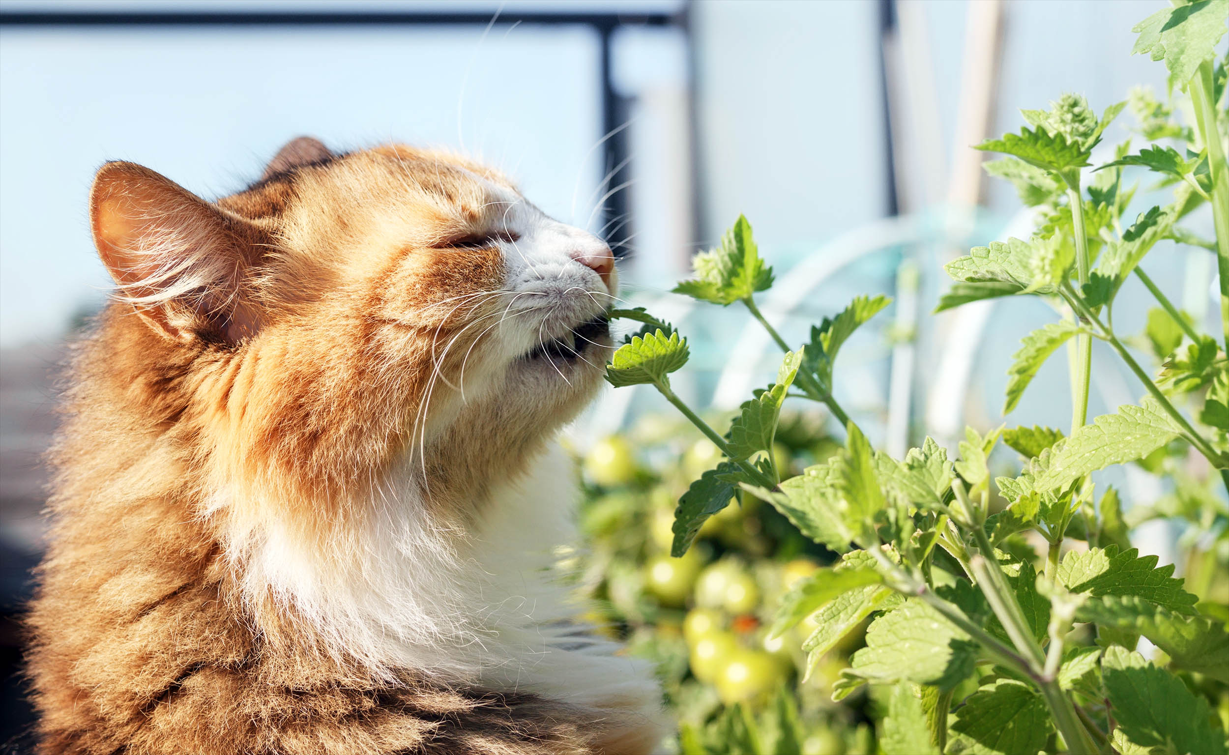 Cats may prefer another plant over catnip - Earth.com