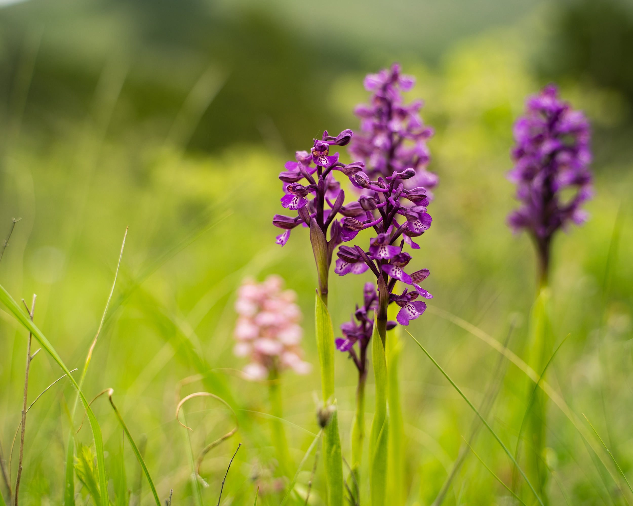 A beloved winter drink is quietly pushing wild orchids toward a breaking point