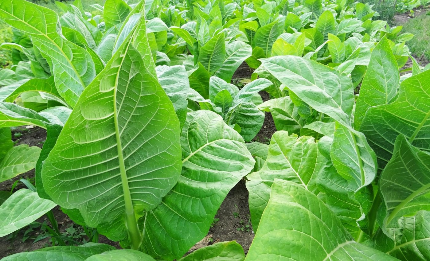 tobacco stocks in india Indian tobacco stocks tank as government levies new tax on cigarettes tobacco stocks in india Indian tobacco stocks tank as government levies new tax on cigarettes