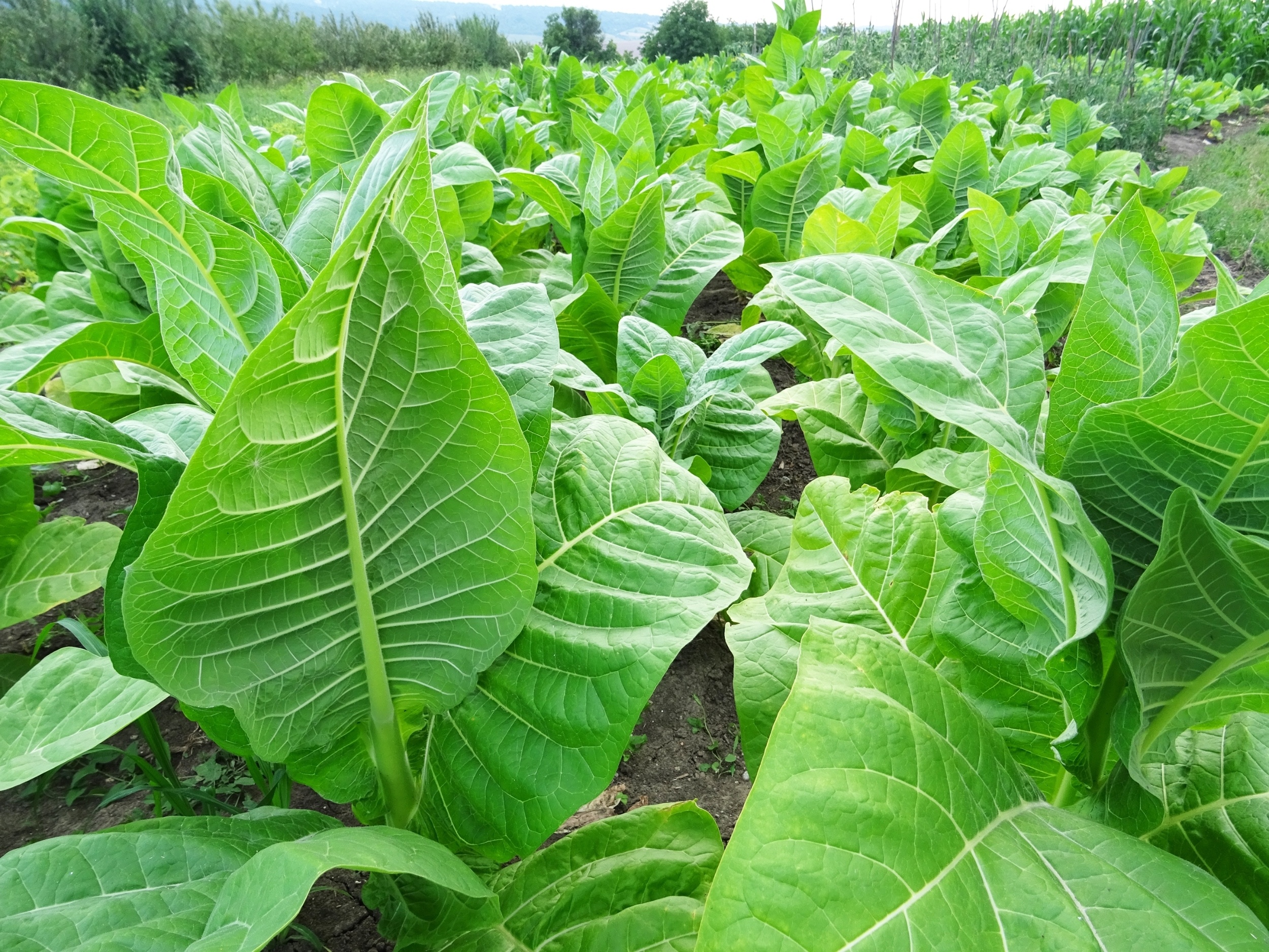 Scientists solve mystery of how tobacco makes nicotine
