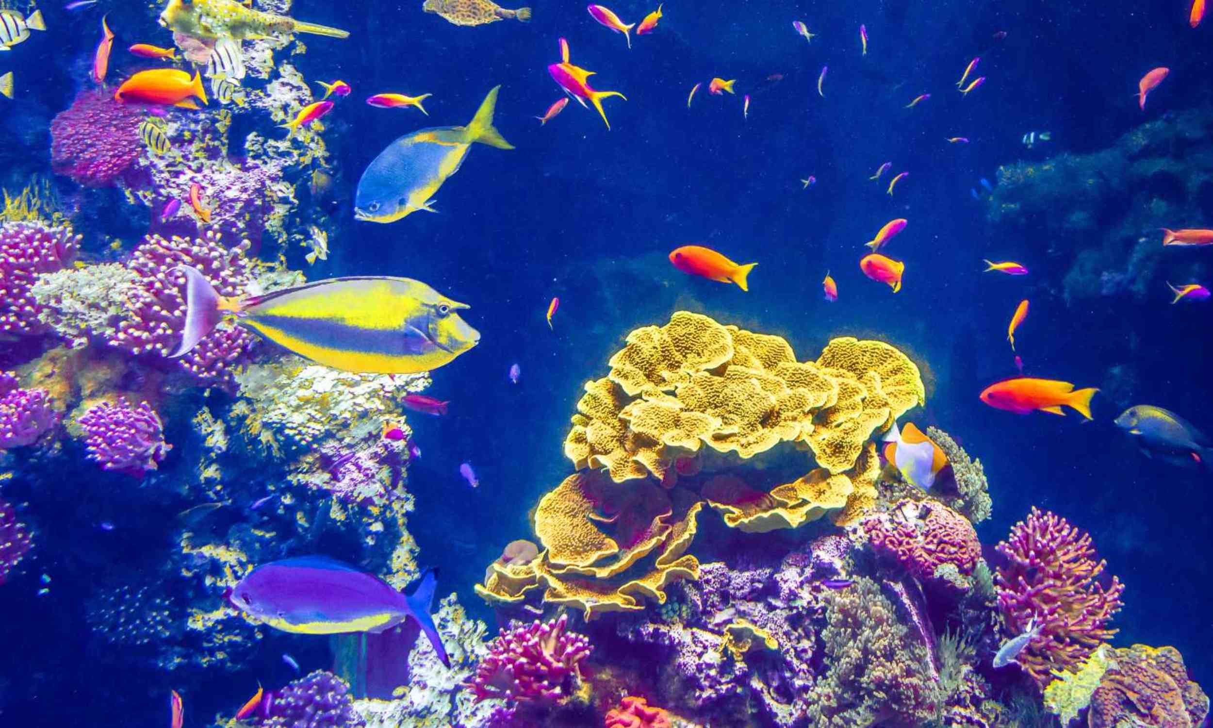 Coral reefs may be hiding a natural pharmacy scientists are only beginning to understand