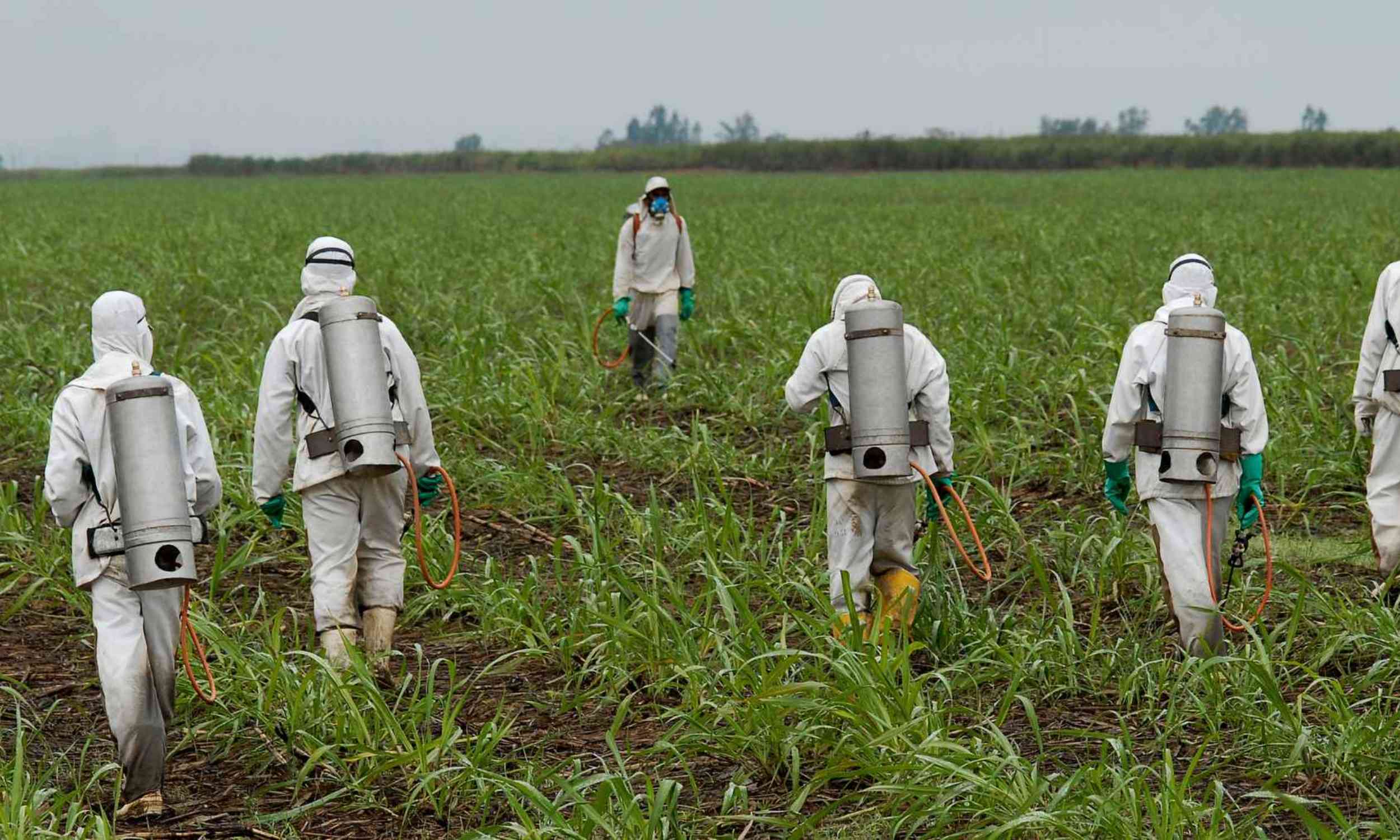 Common weedkiller linked to the development of superbugs in hospitals